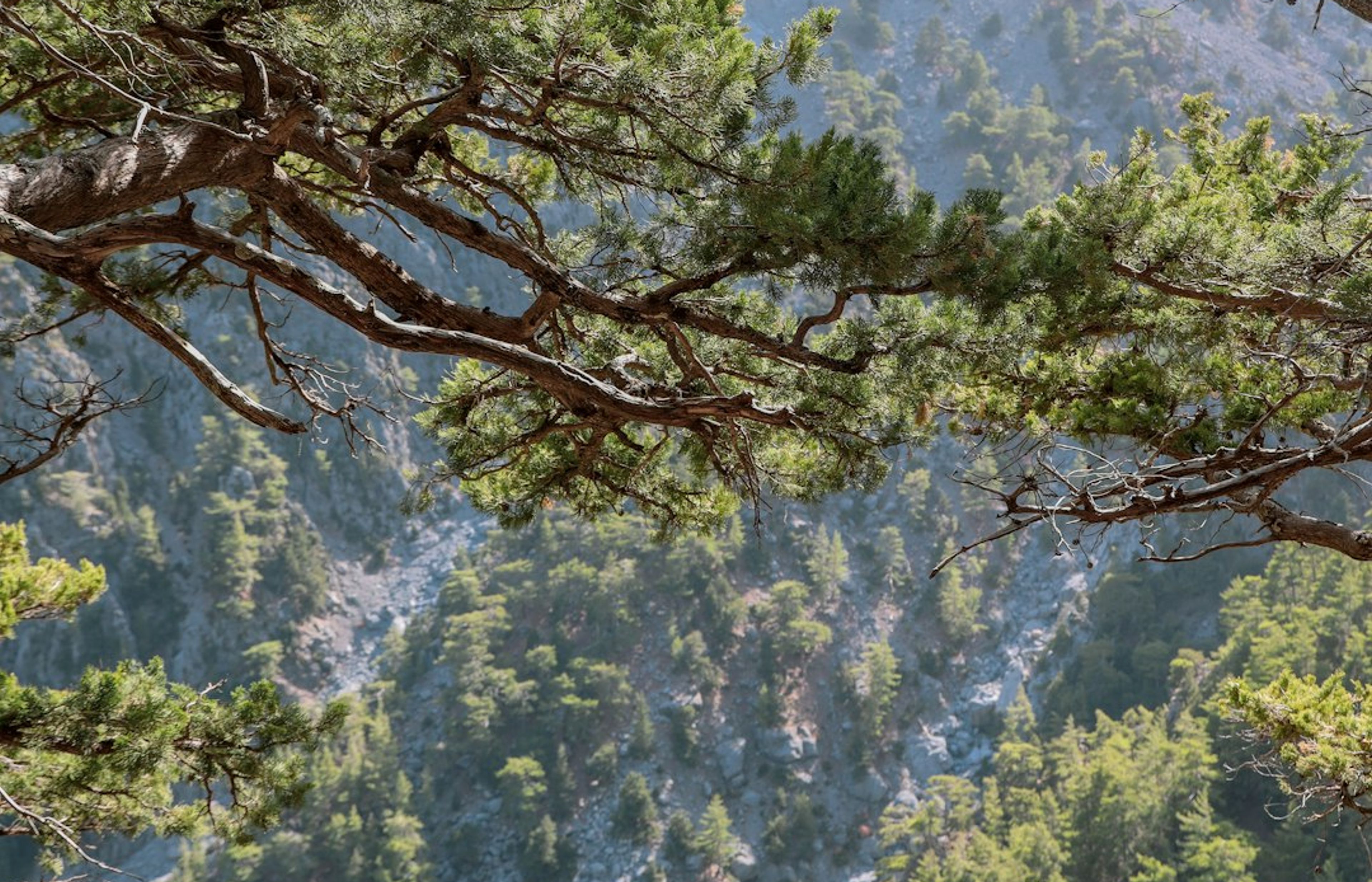 Samaria Gorge