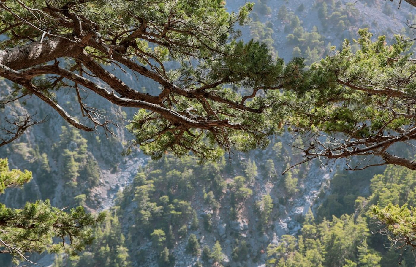 Samaria Gorge