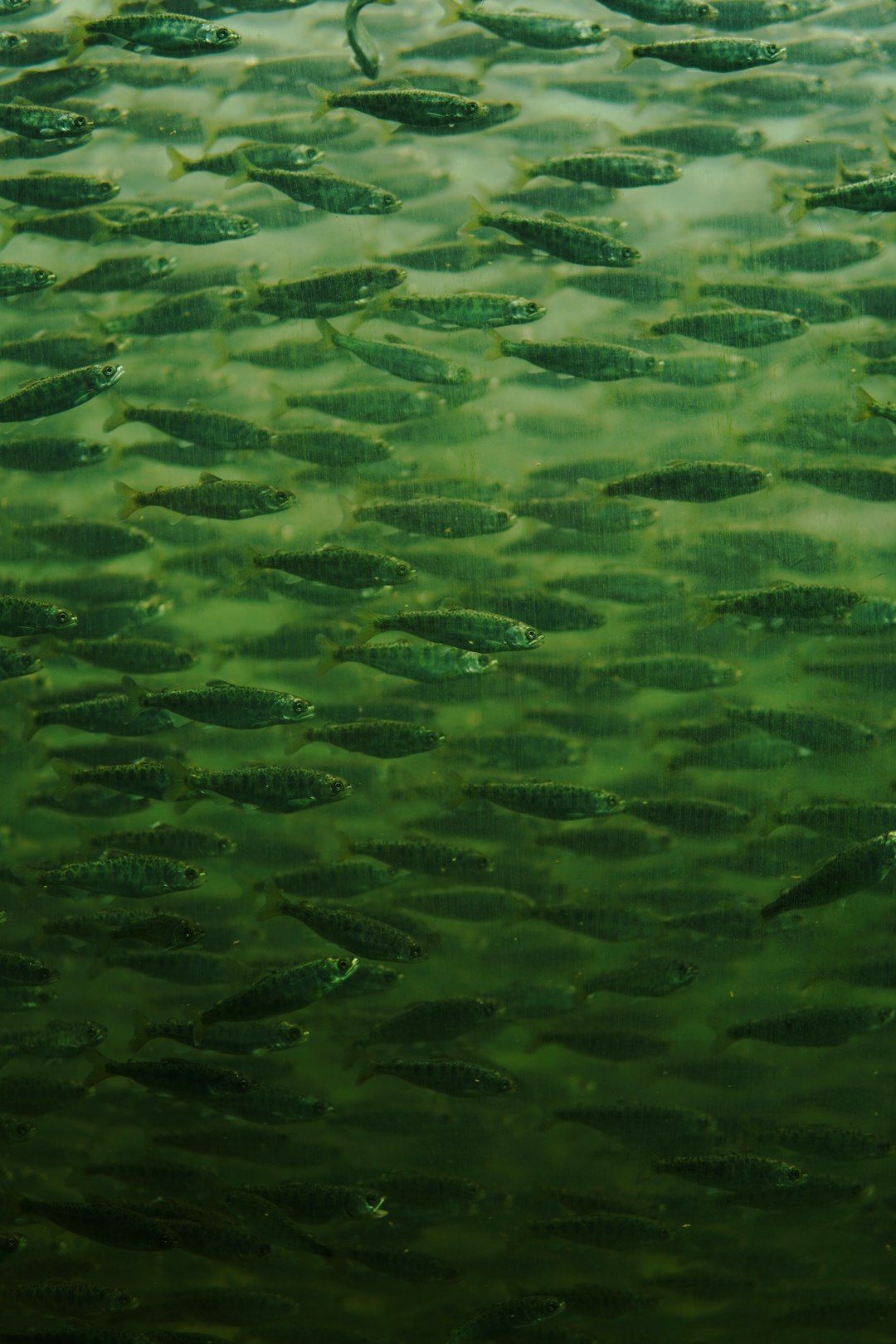 Moalboal Sardine Run - Millions of Fish a Few Metres Off the Beach