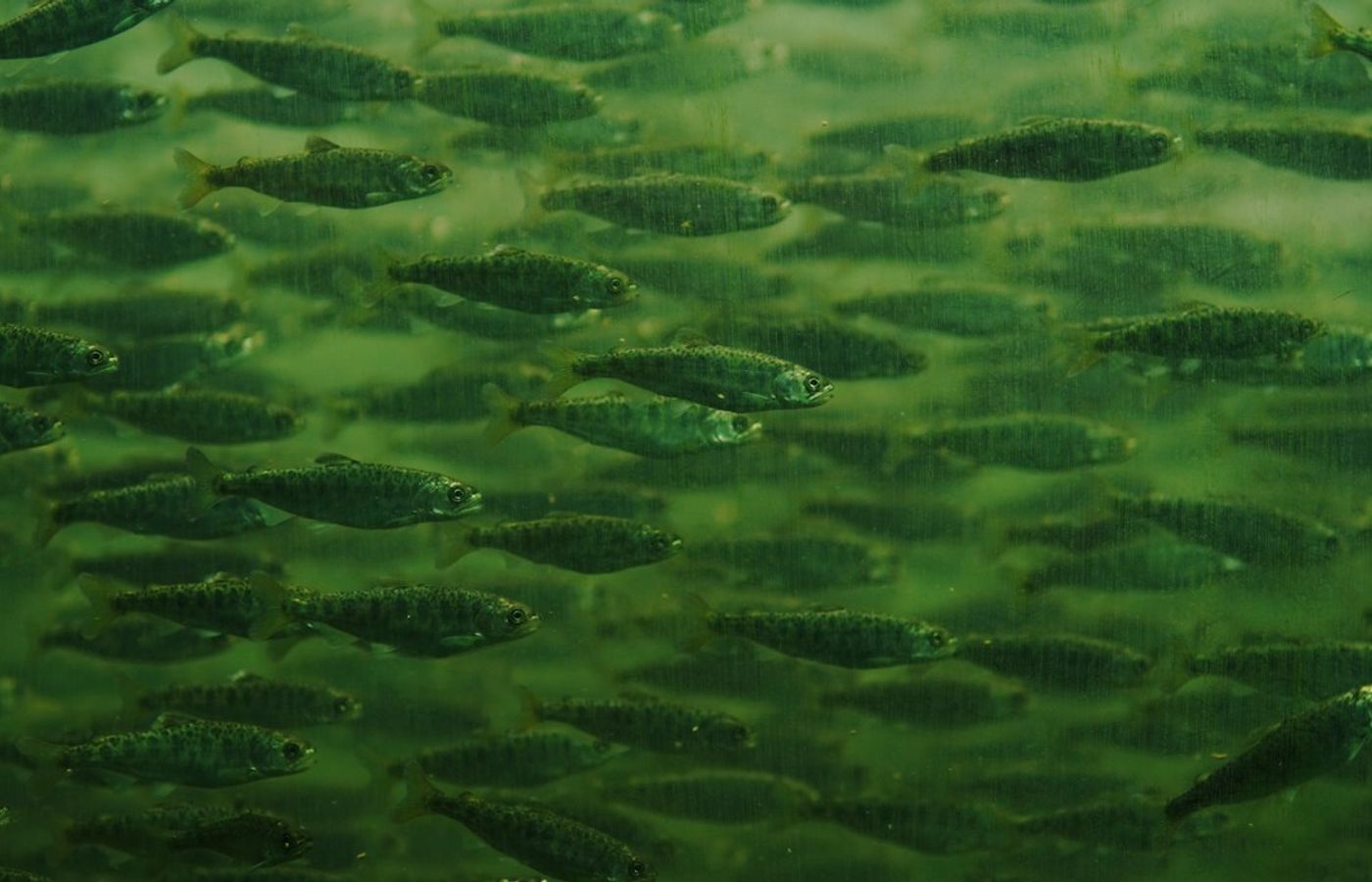 Moalboal Sardine Run - Millions of Fish a Few Metres Off the Beach