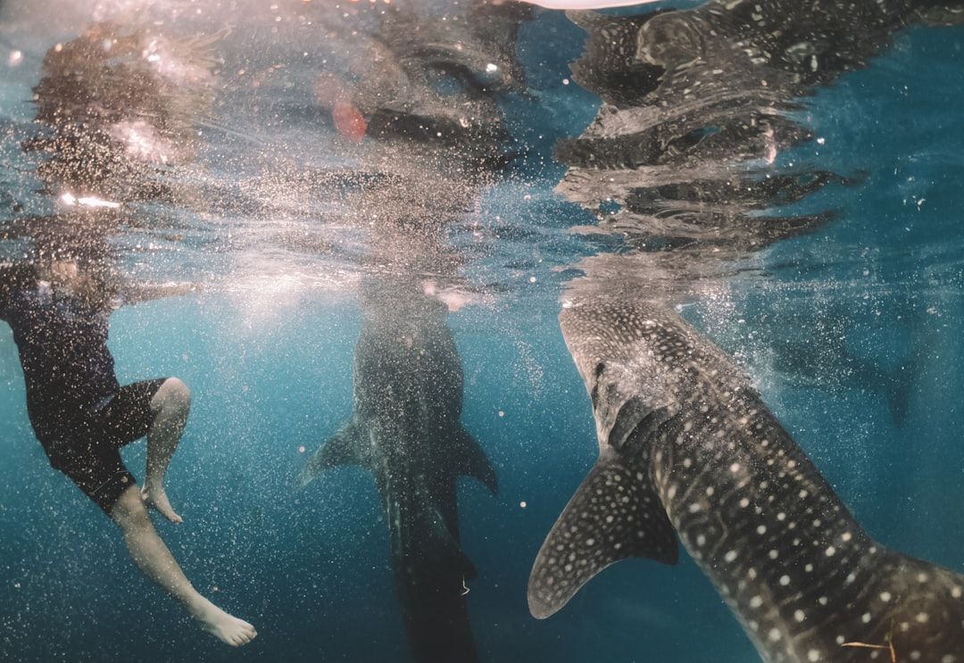 Oslob Whale Sharks - A Guaranteed Encounter With a Serious Caveat