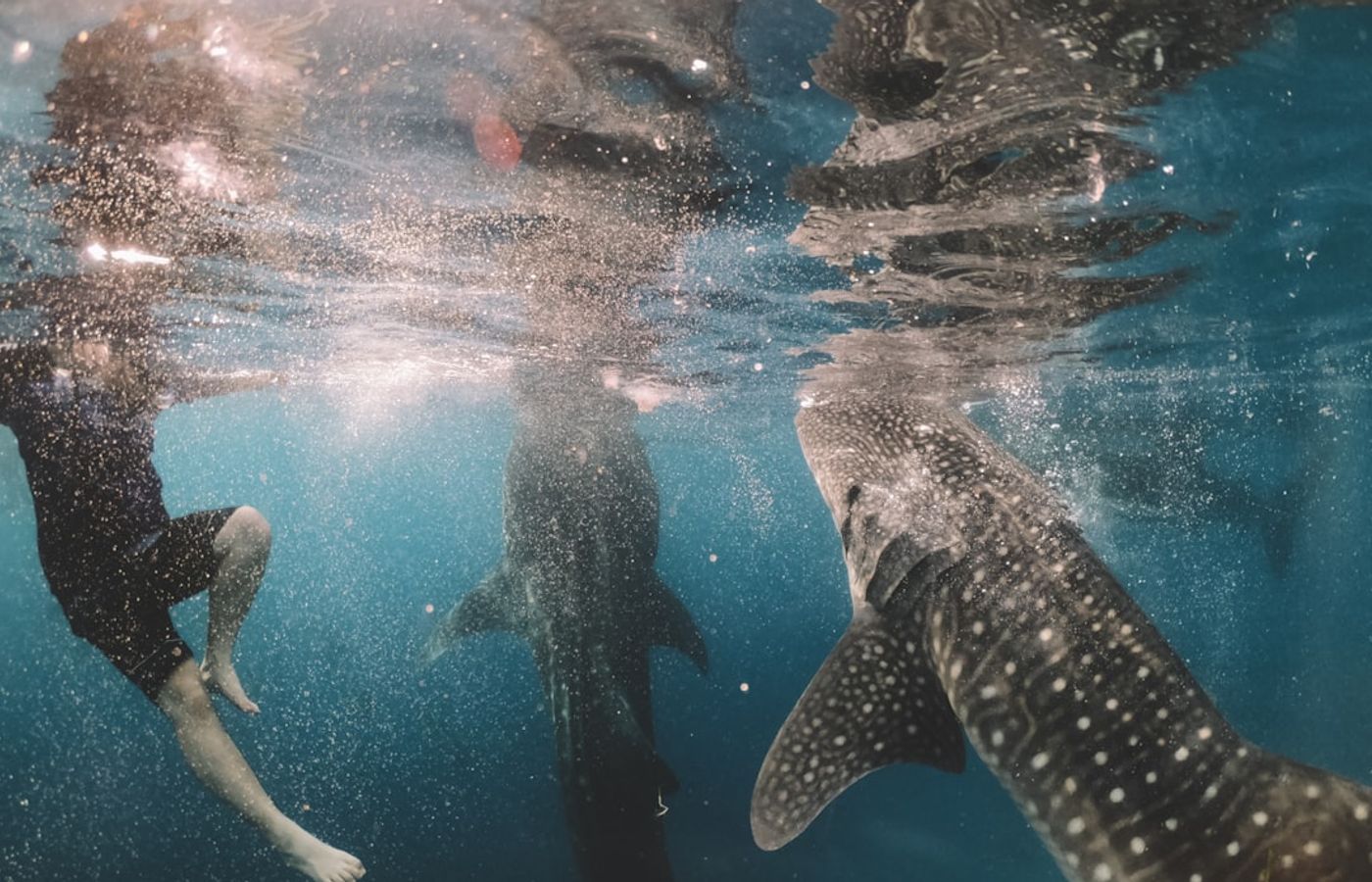 Oslob Whale Sharks - A Guaranteed Encounter With a Serious Caveat