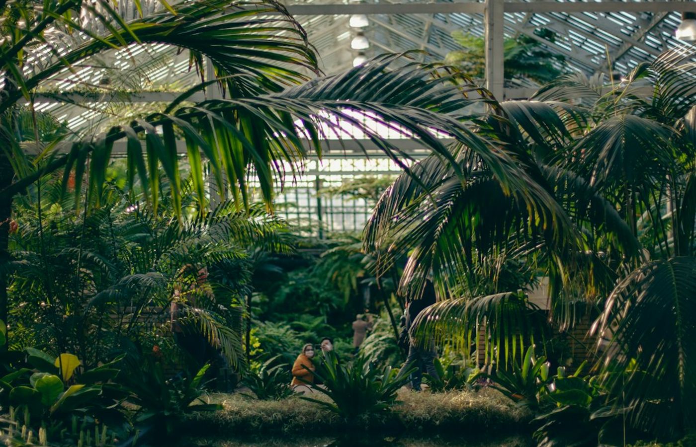 Garfield Park Conservatory - Free, Warm and Under Glass