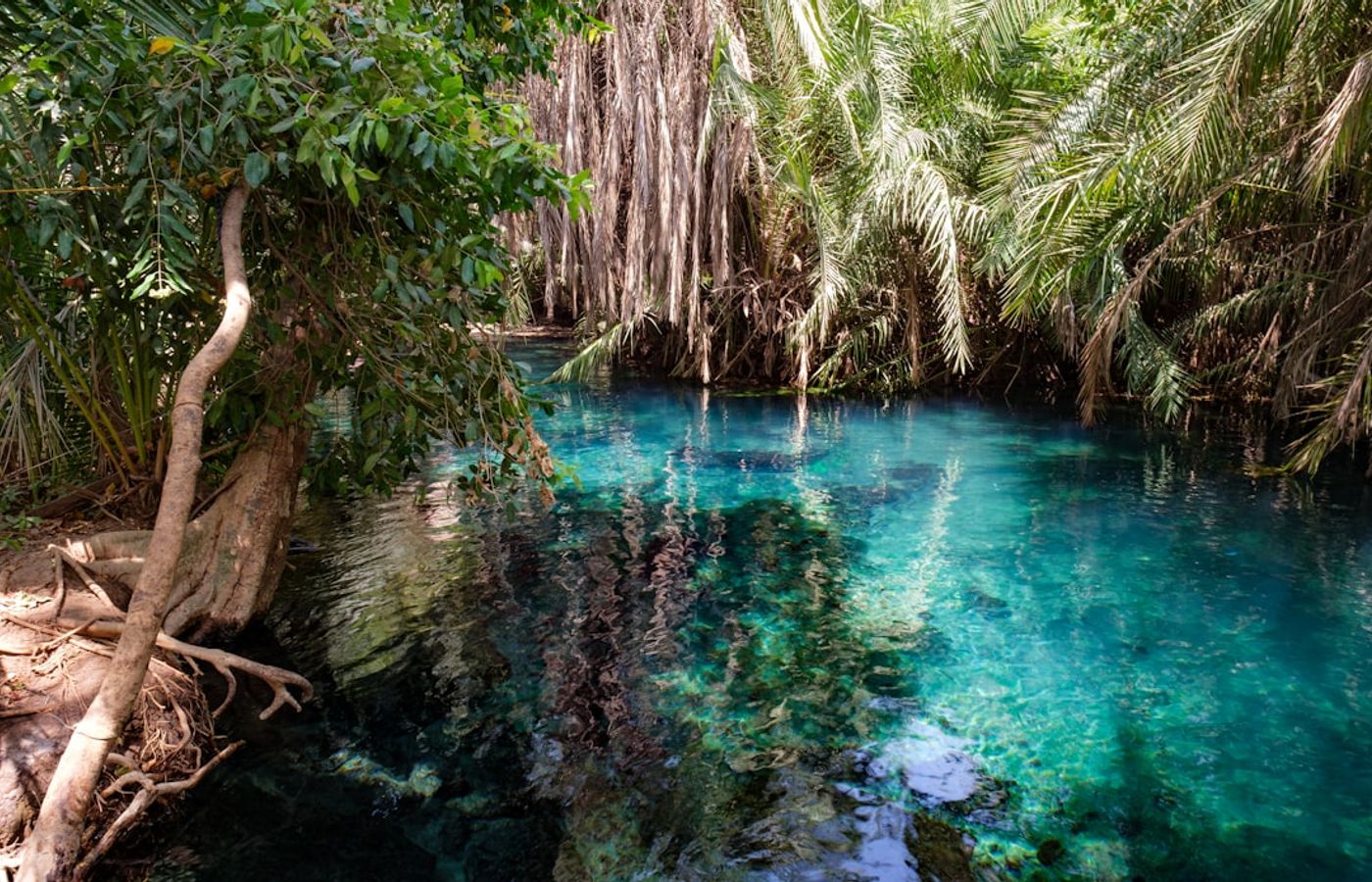 Cenotes of the Riviera Maya - Sacred Swimming Holes