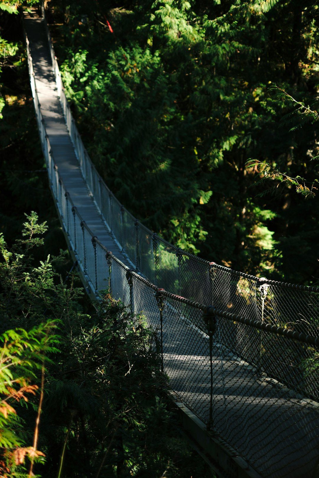Capilano Suspension Bridge Park - Walk Above the Rainforest Canopy
