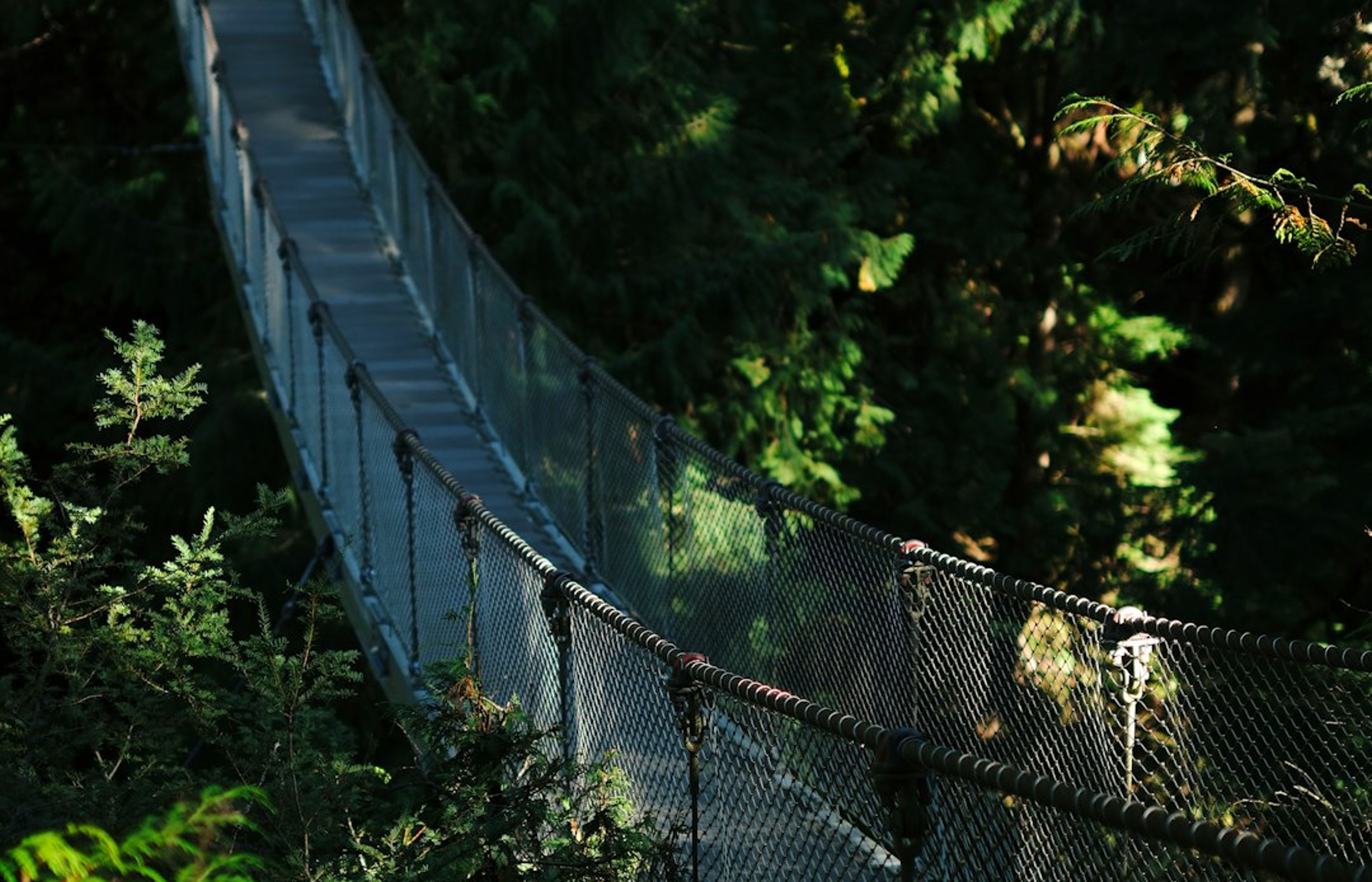 Capilano Suspension Bridge Park - Walk Above the Rainforest Canopy