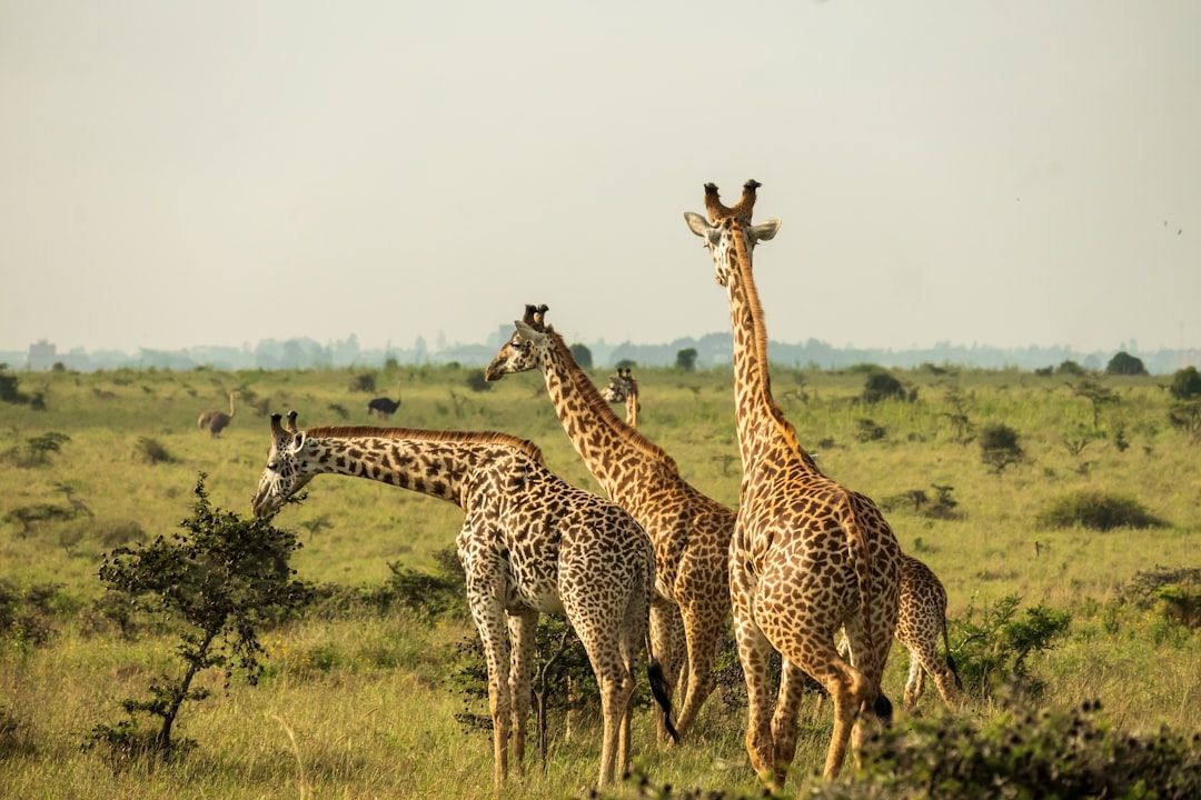 Nairobi National Park - The City Safari