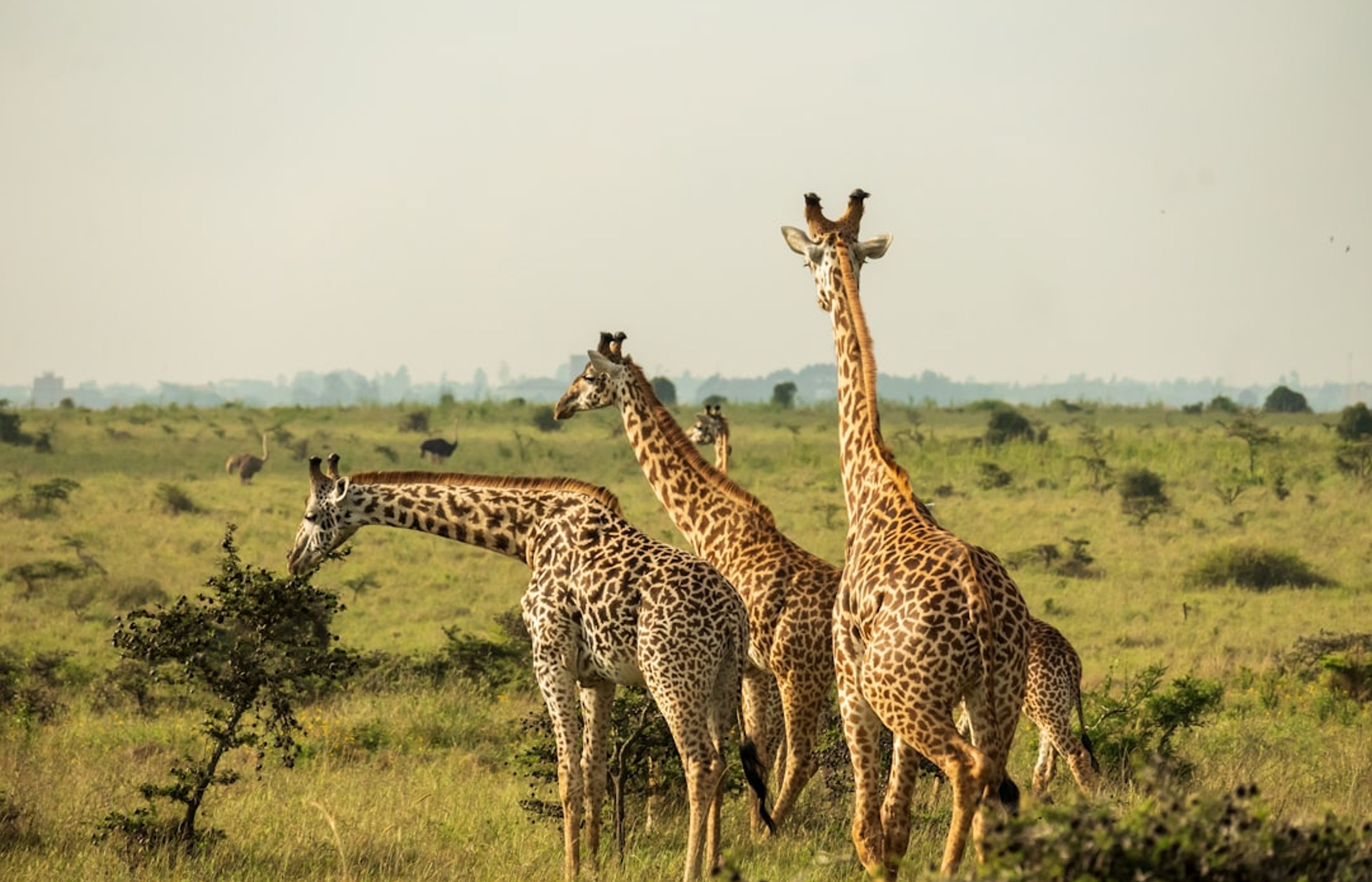 Nairobi National Park - The City Safari