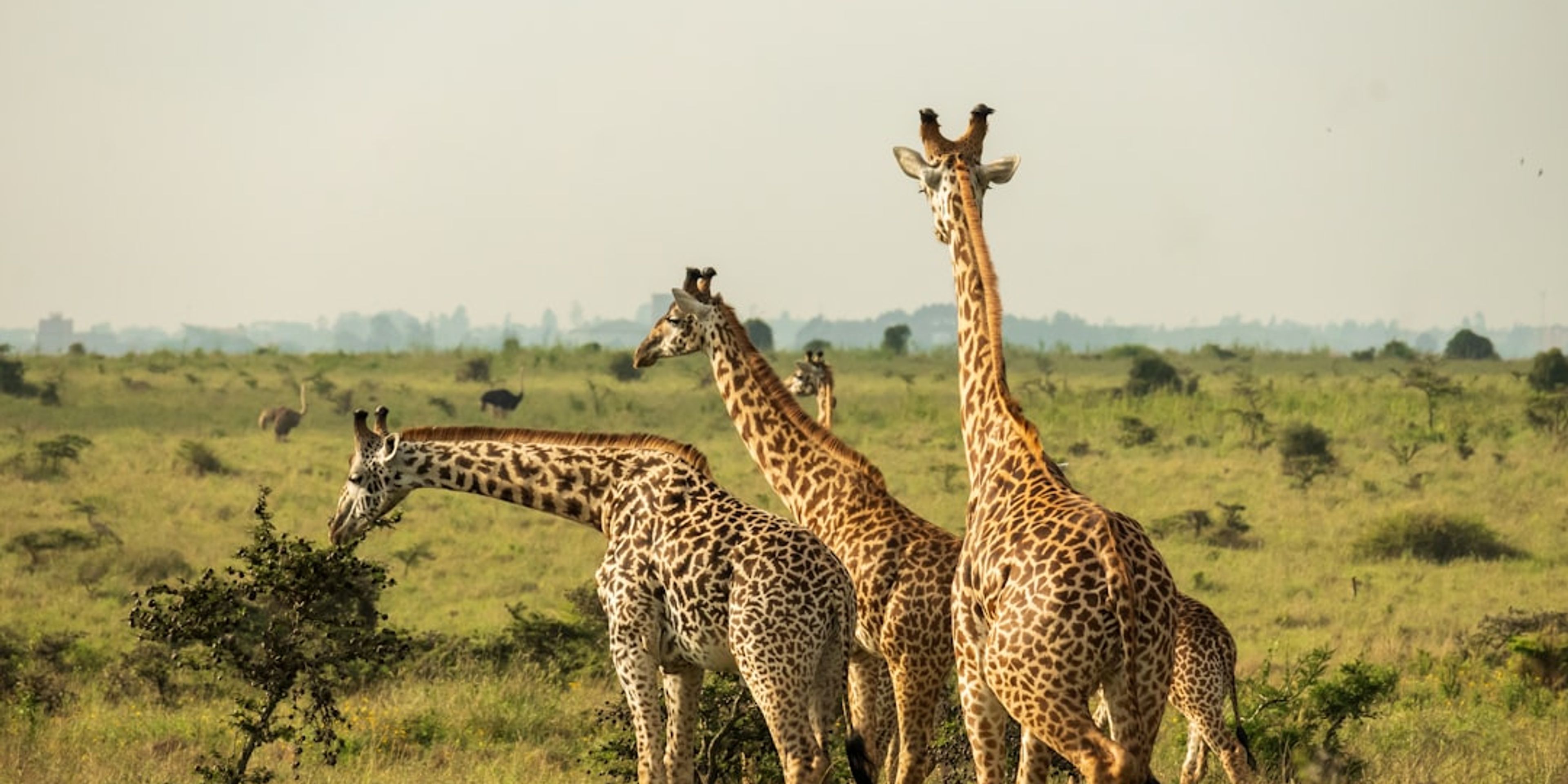Hotels near Nairobi National Park