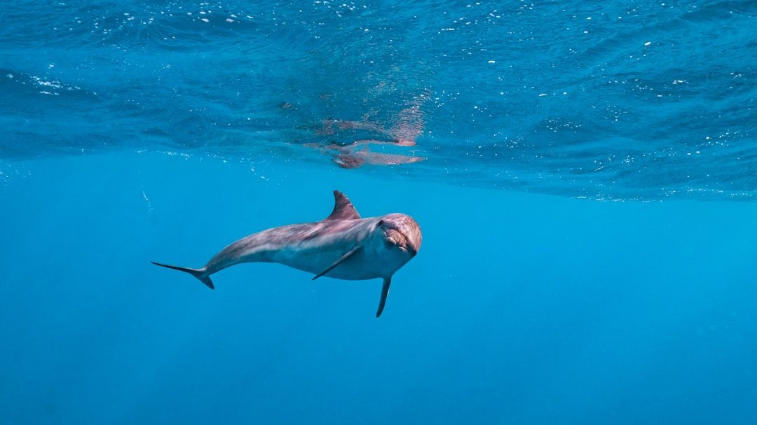 Dolphin House (Samadai Reef) - Protected spinner dolphin sanctuary
