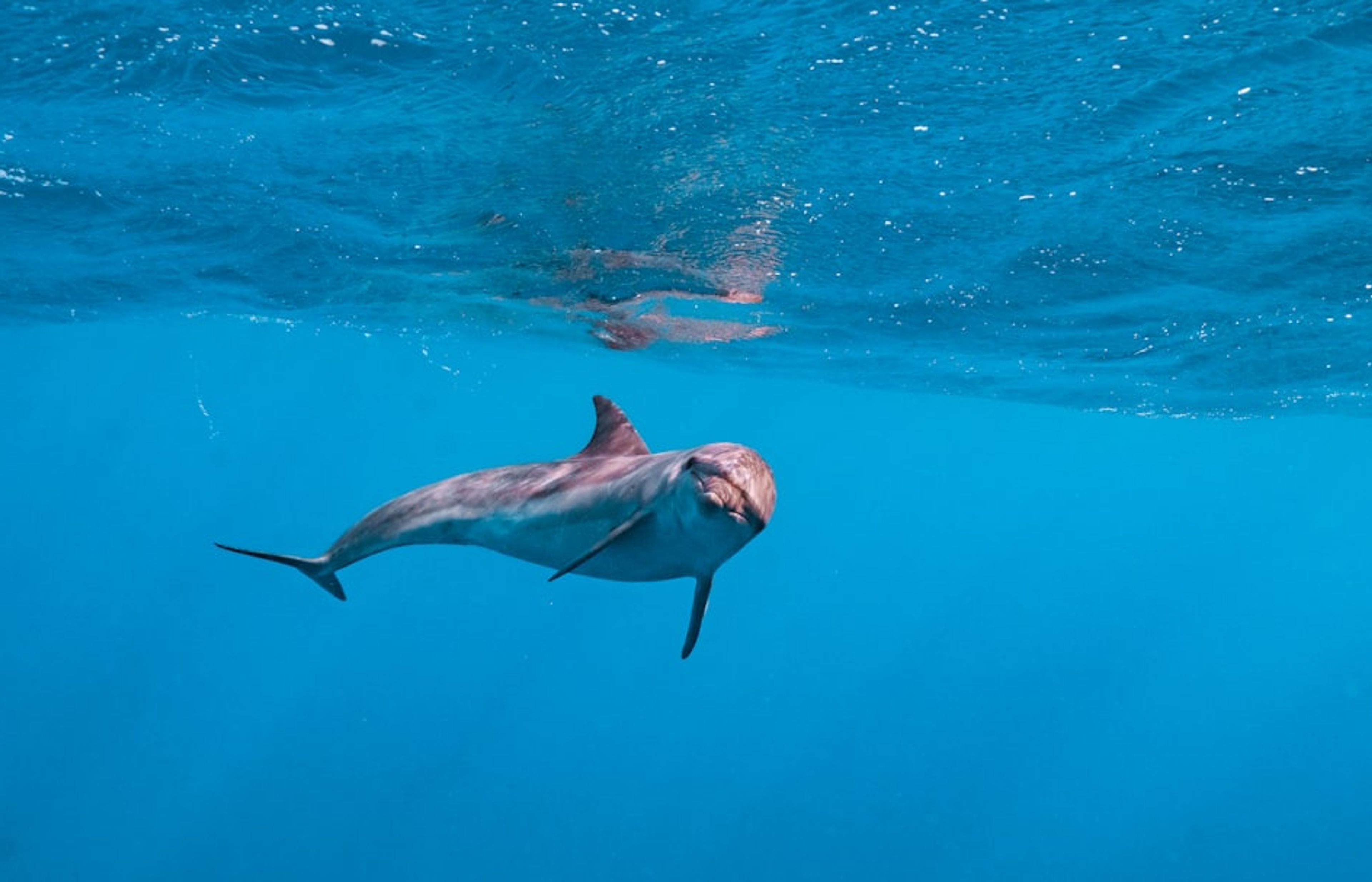 Dolphin House (Samadai Reef) - Protected spinner dolphin sanctuary