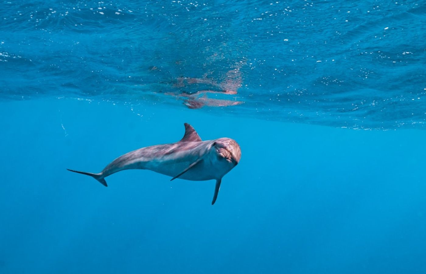 Dolphin House (Samadai Reef) - Protected spinner dolphin sanctuary
