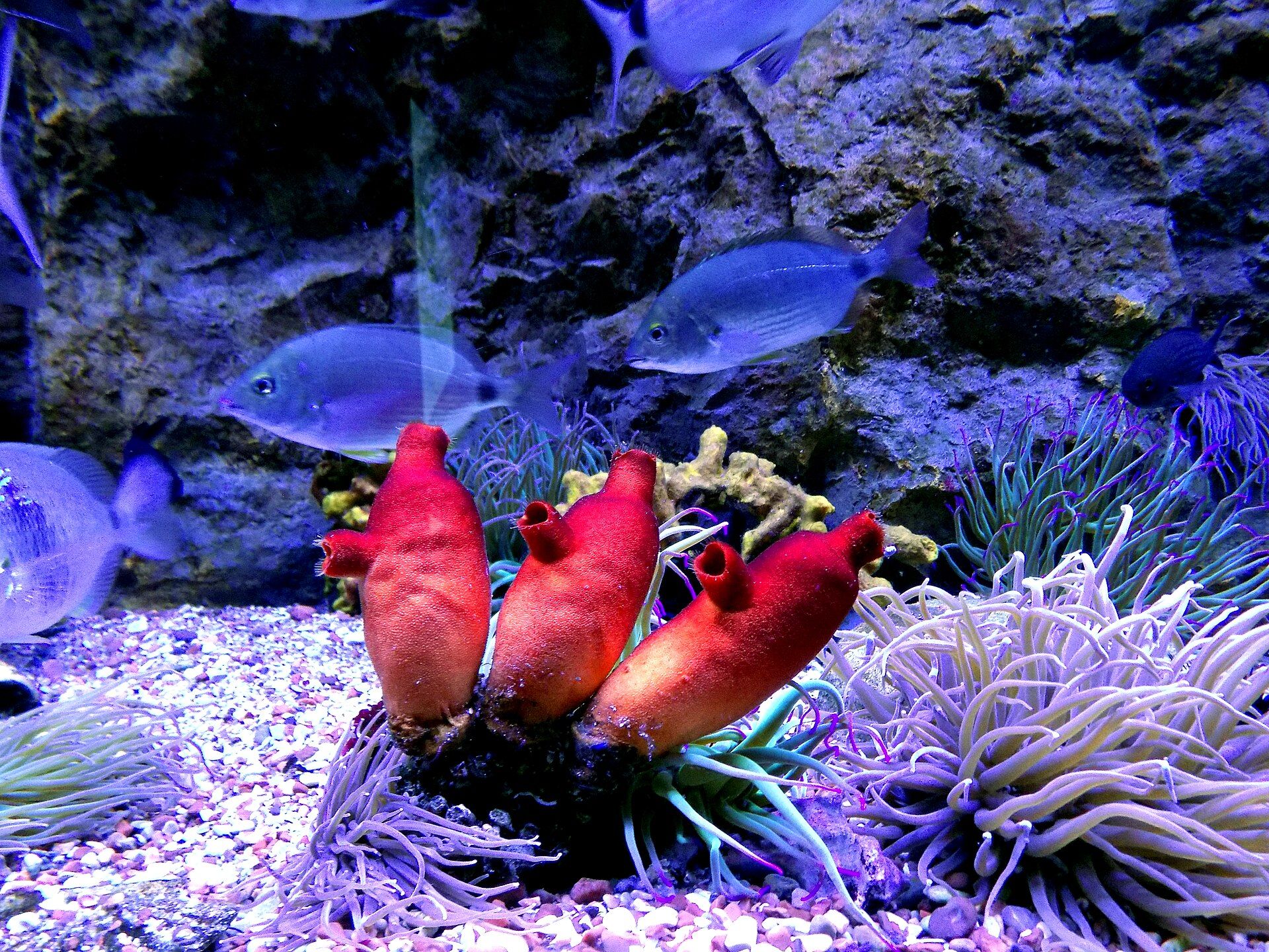 Aquarium Boka - Montenegro's Only Public Aquarium
