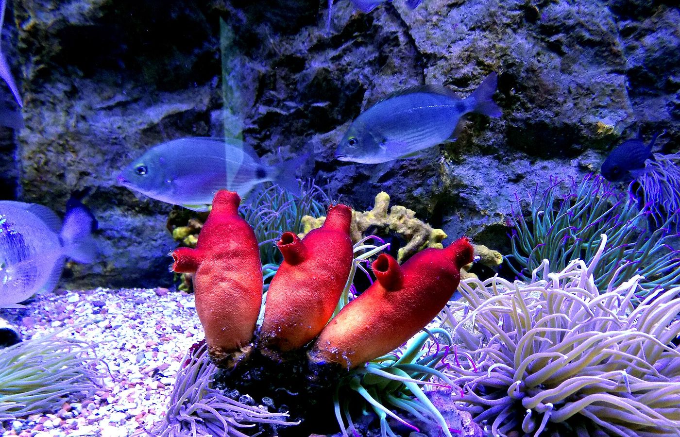 Aquarium Boka - Montenegro's Only Public Aquarium