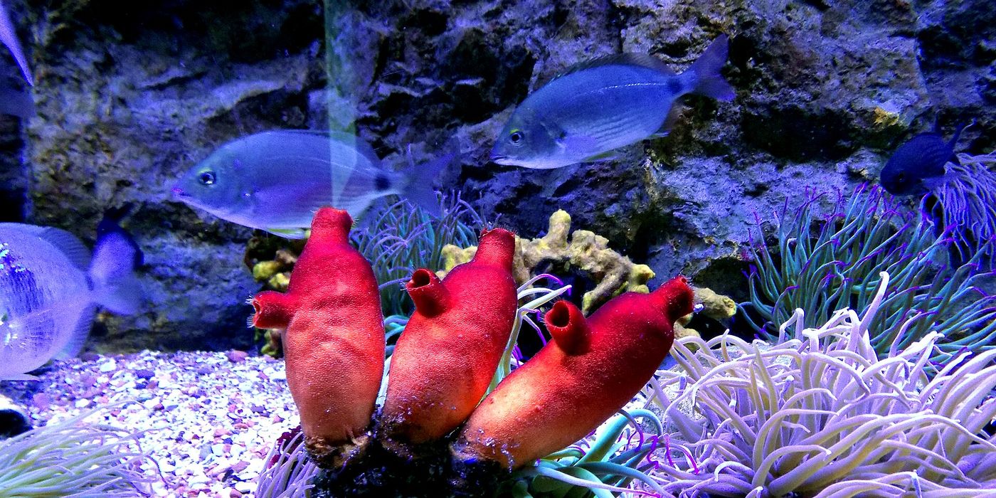Hotels near Aquarium Boka