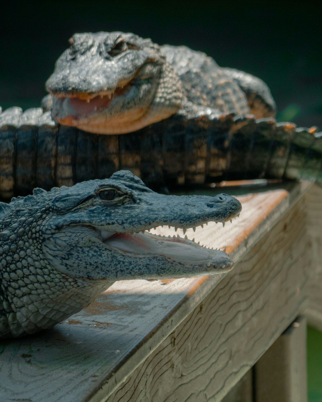 Gatorland - The Alligator Capital of the World