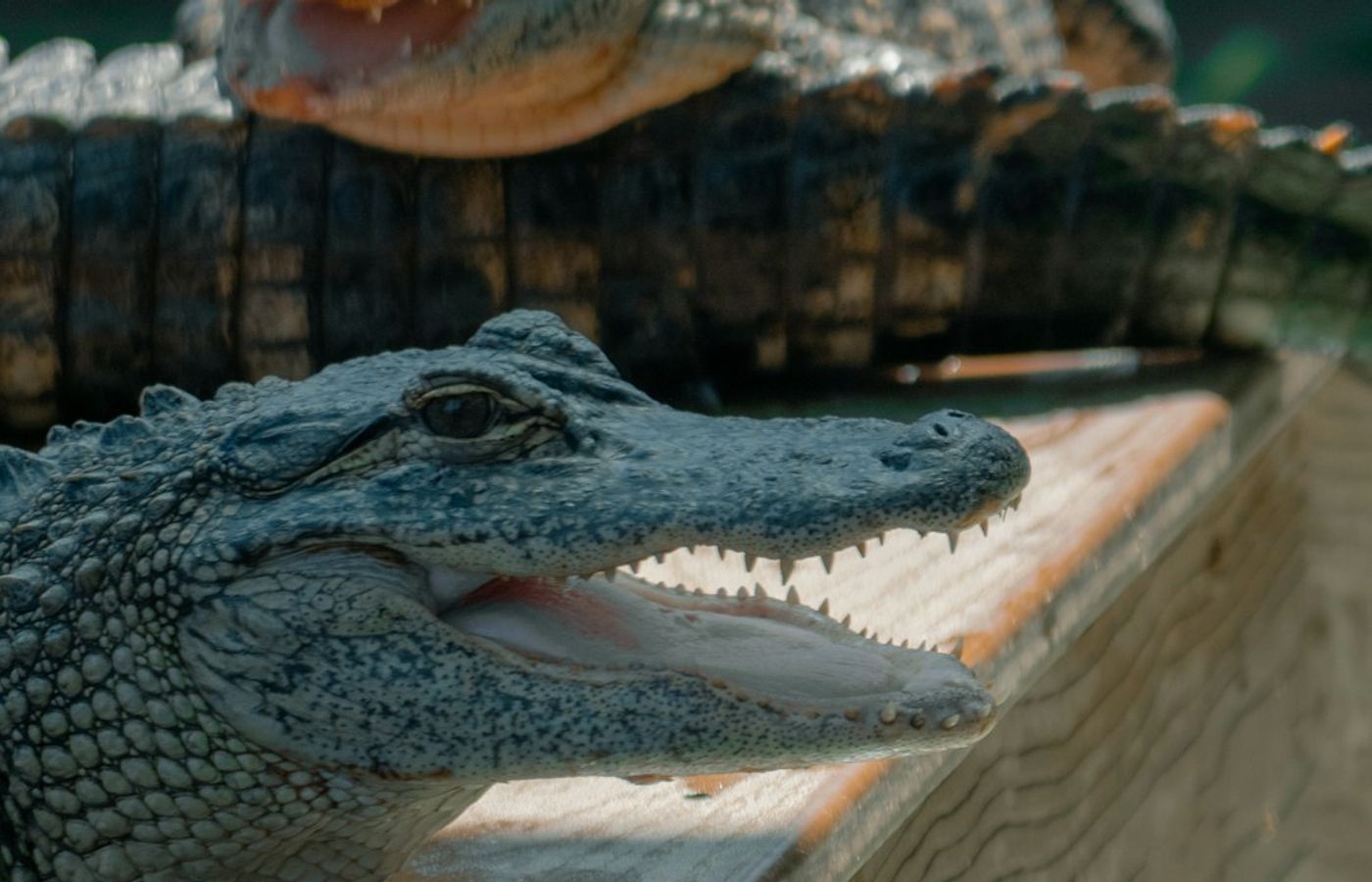 Gatorland - The Alligator Capital of the World