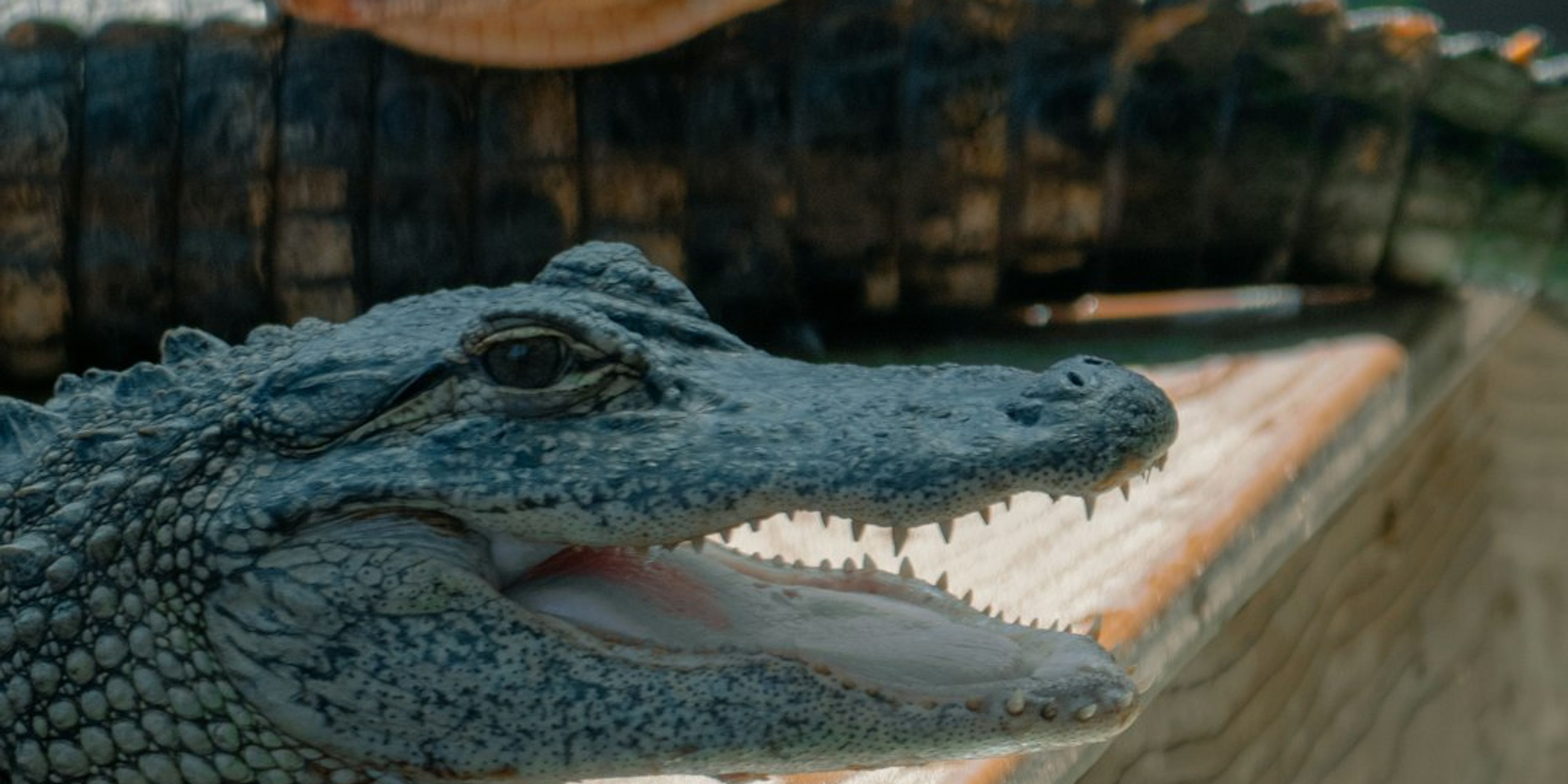 Hotels near Gatorland