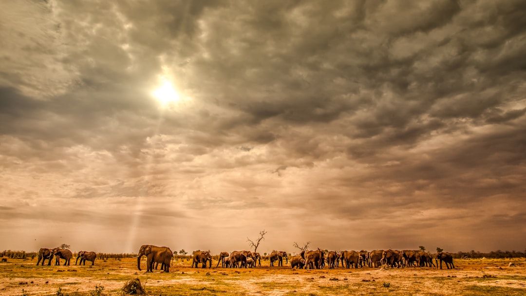 Hotels in Botswana