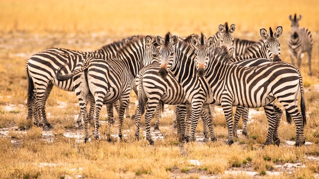 Hotels in Zambia
