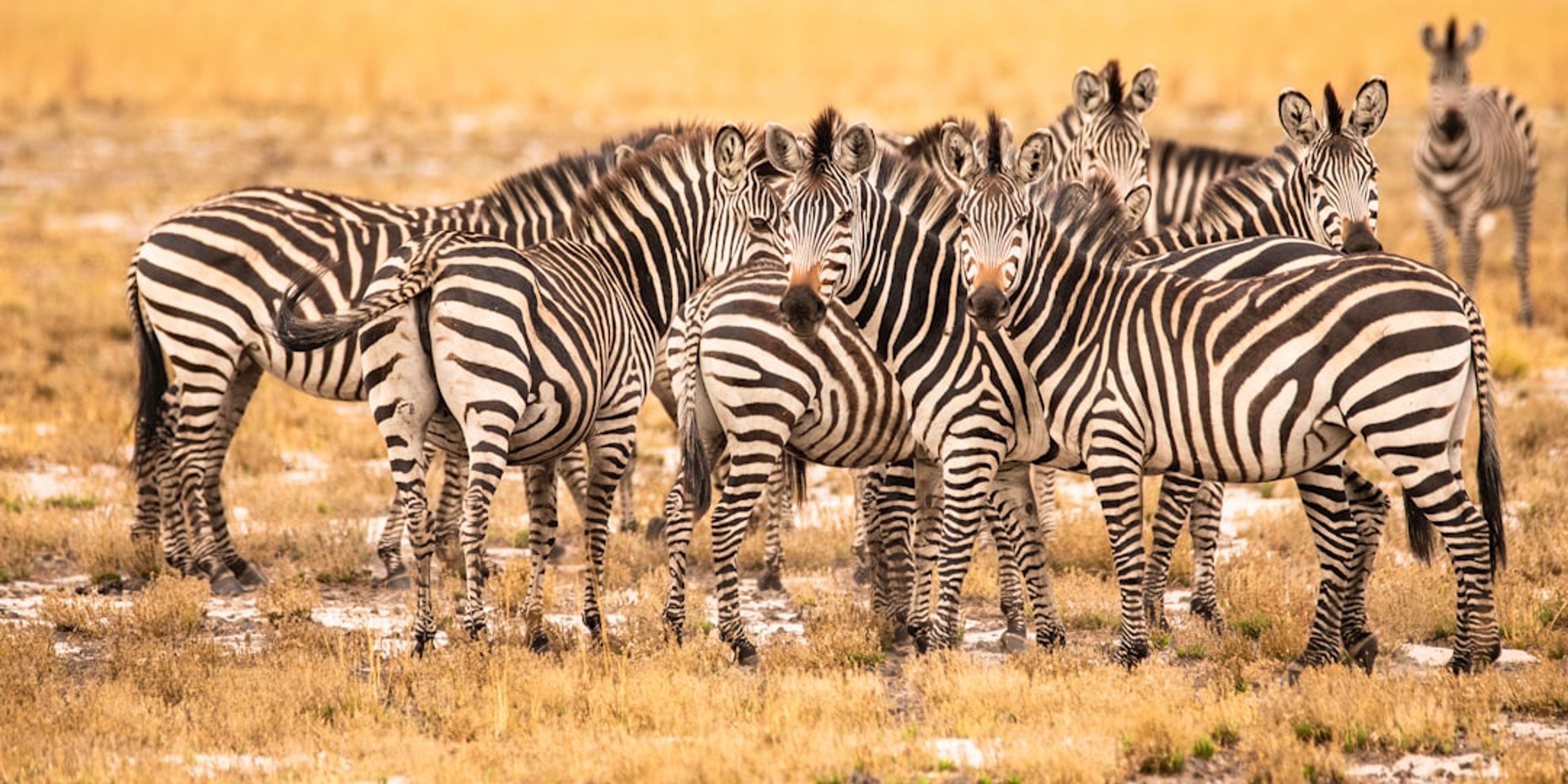 Hotels in Zambia