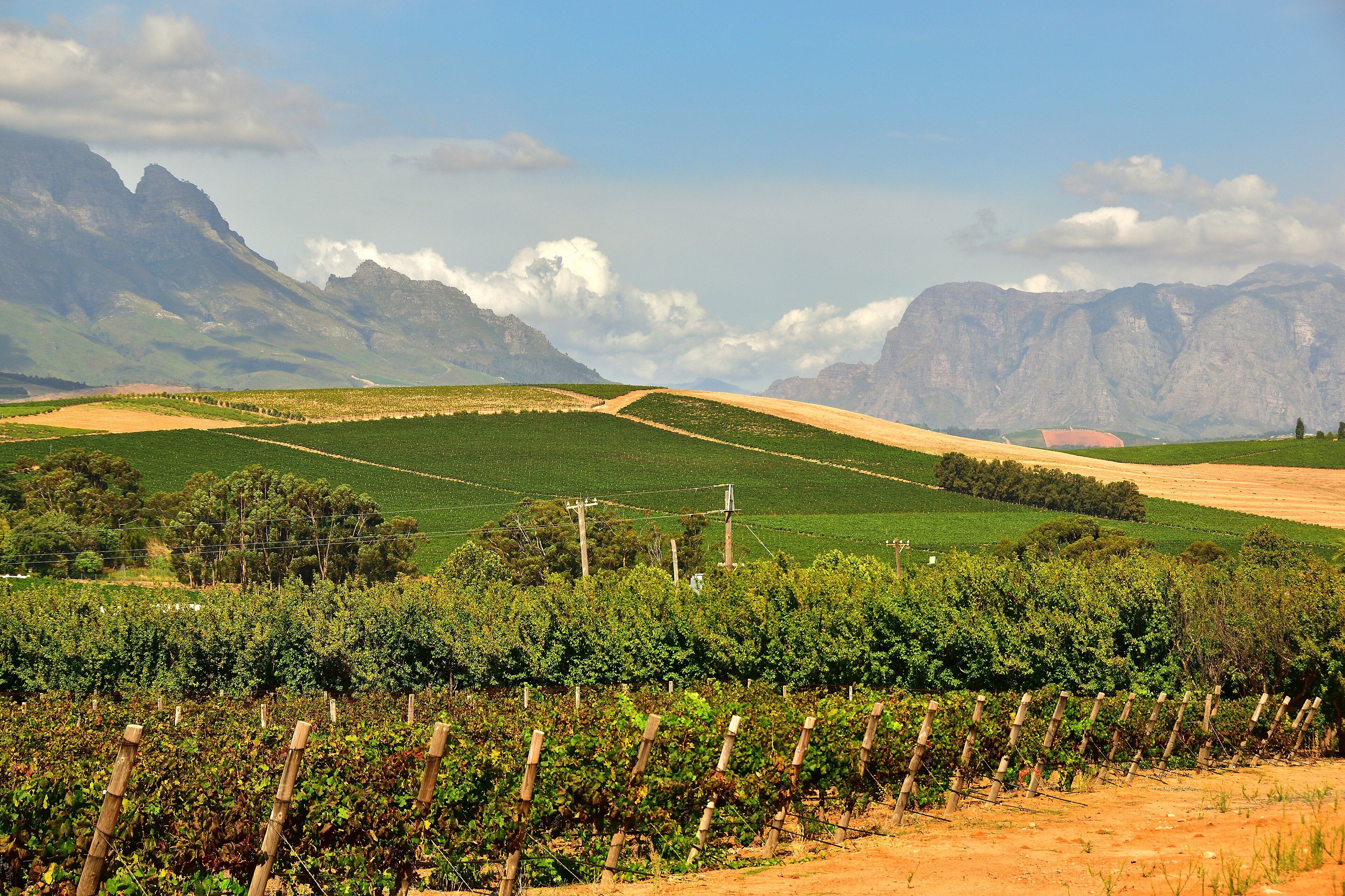 Stellenbosch Wine Country - The Day Trip