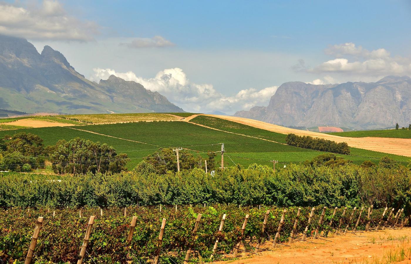 Stellenbosch Wine Country - The Day Trip