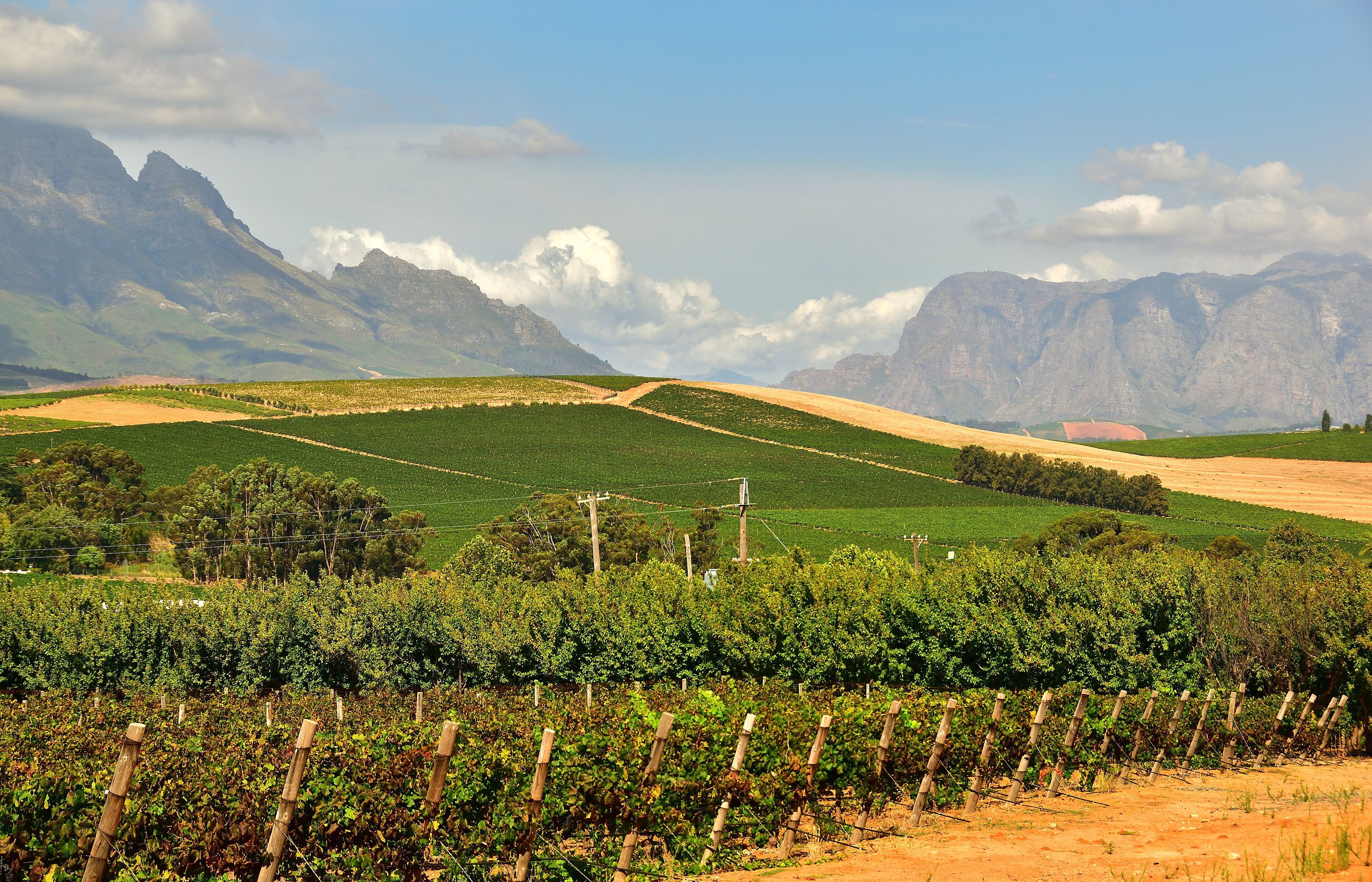 Stellenbosch Wine Country - The Day Trip