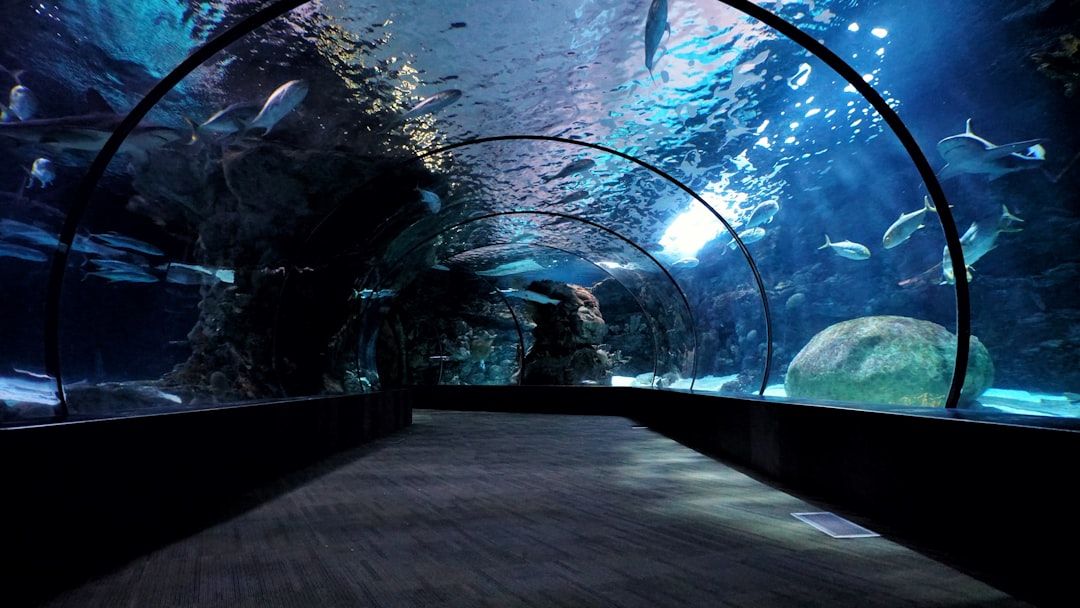 Shedd Aquarium - Underwater Worlds Beside Lake Michigan