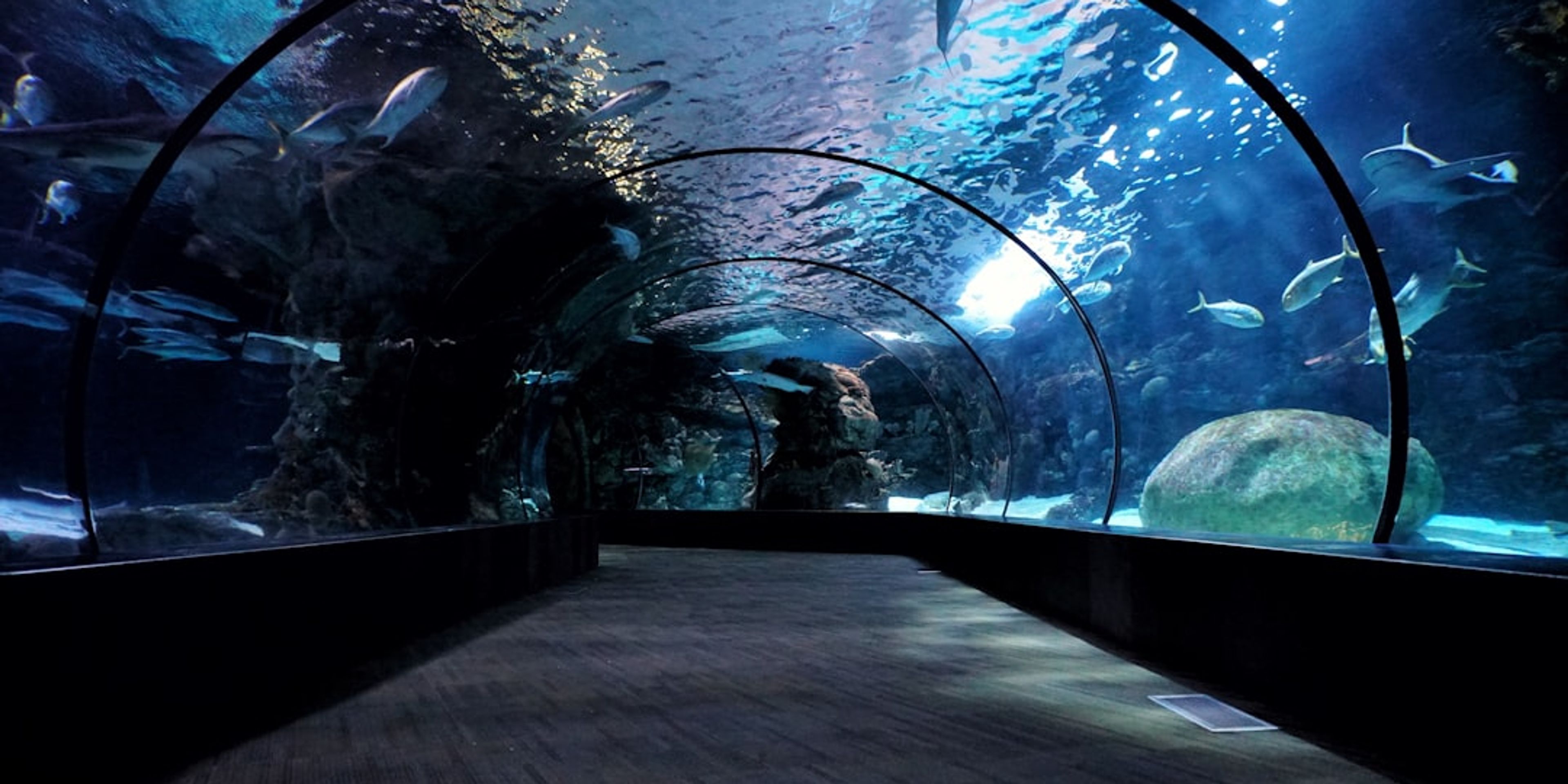Hotels near Shedd Aquarium