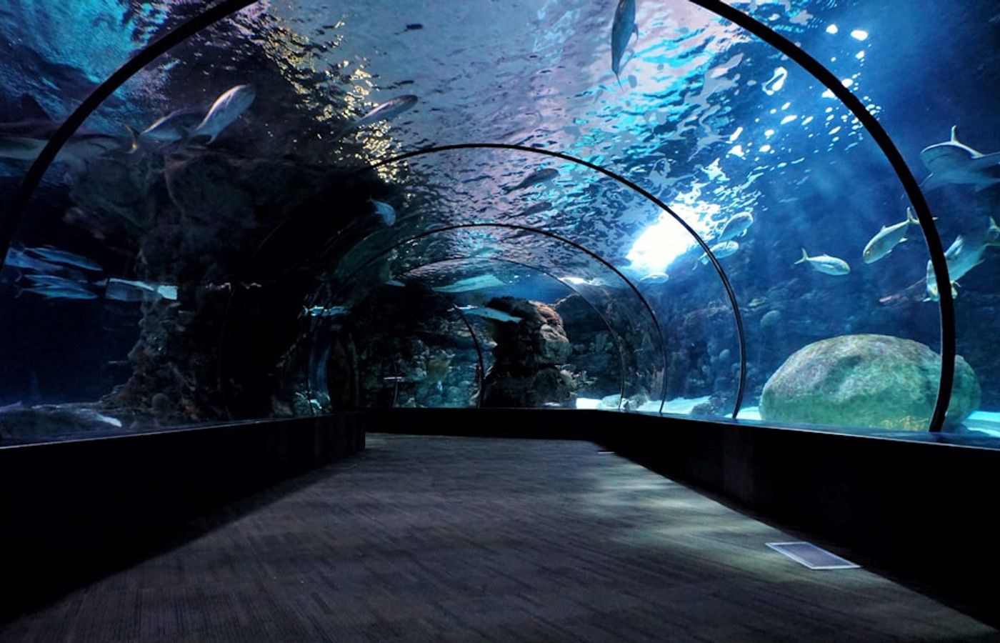 Shedd Aquarium - Underwater Worlds Beside Lake Michigan