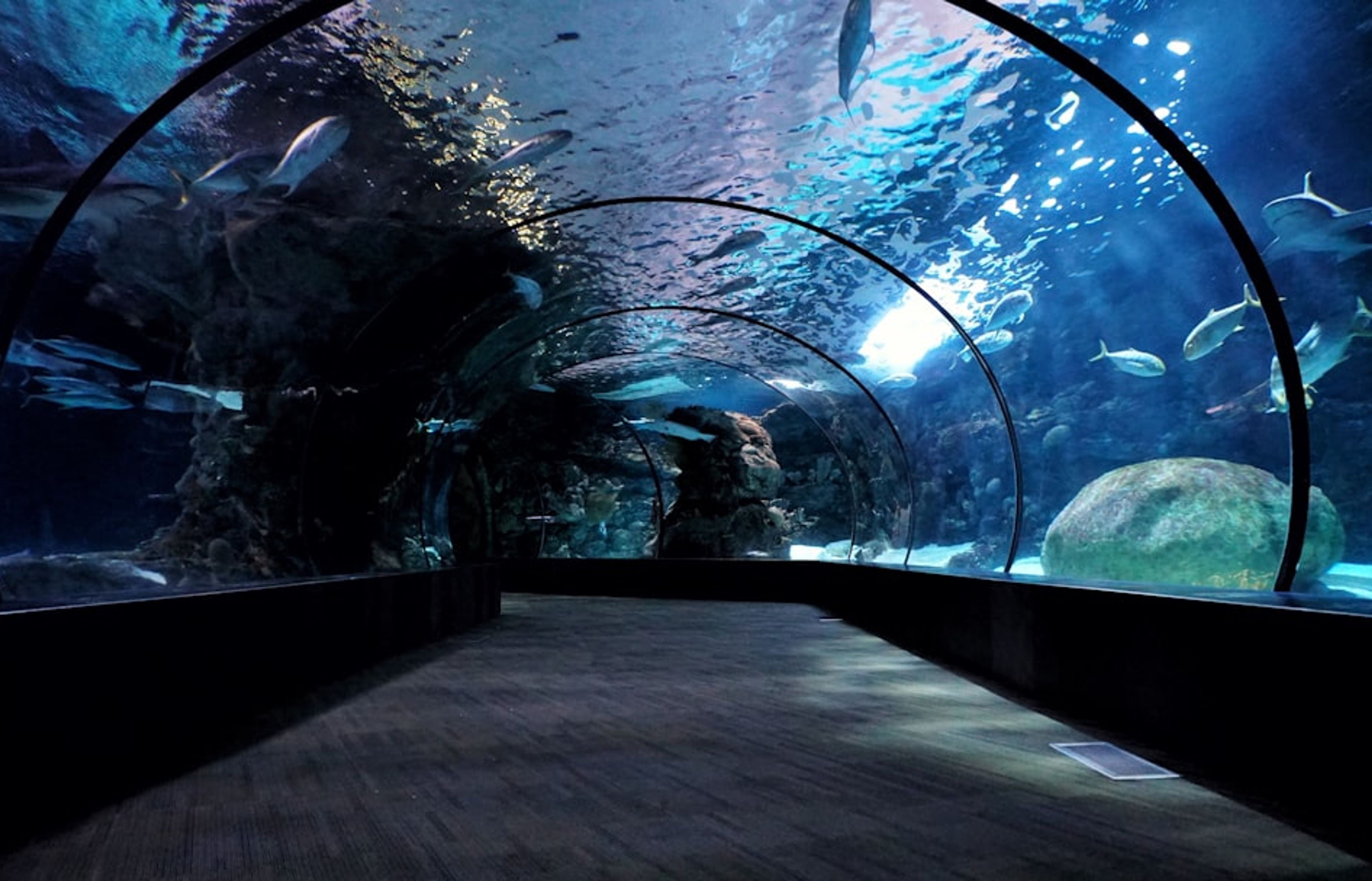 Shedd Aquarium - Underwater Worlds Beside Lake Michigan