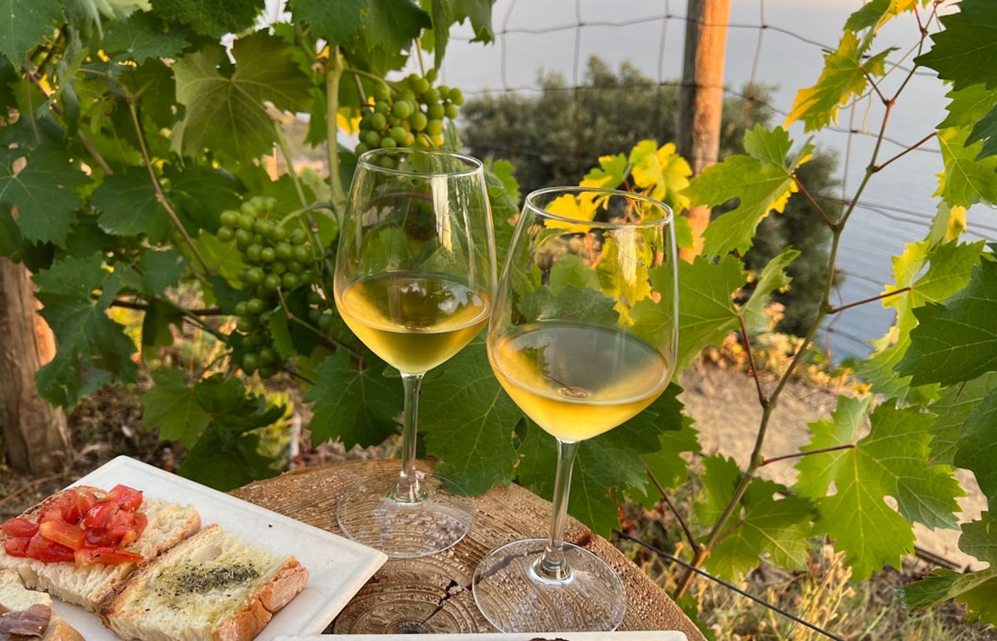Cinque Terre Wine and Pesto Tasting (Sciacchetrà)