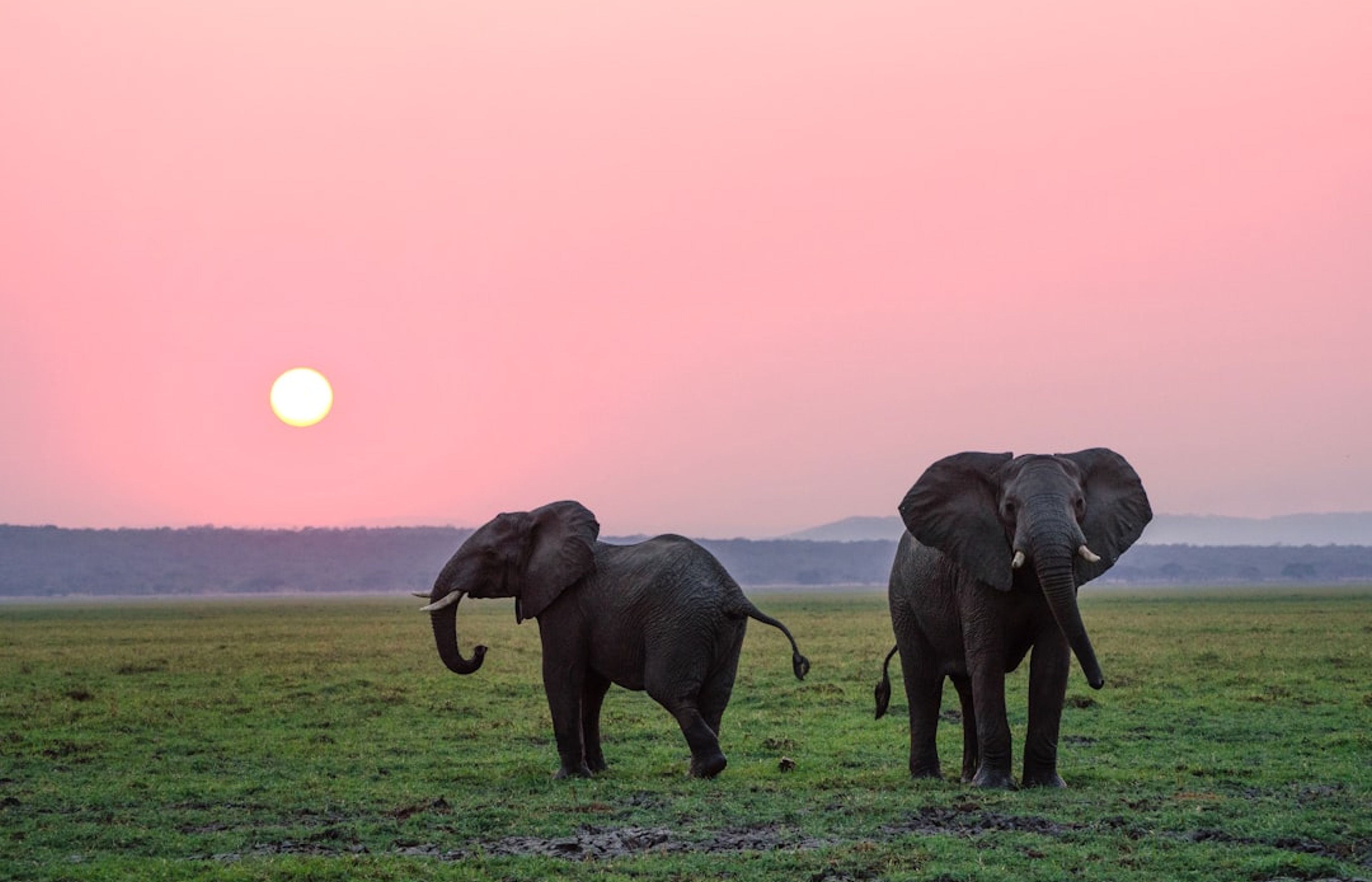 David Sheldrick Wildlife Trust - The Elephant Orphanage