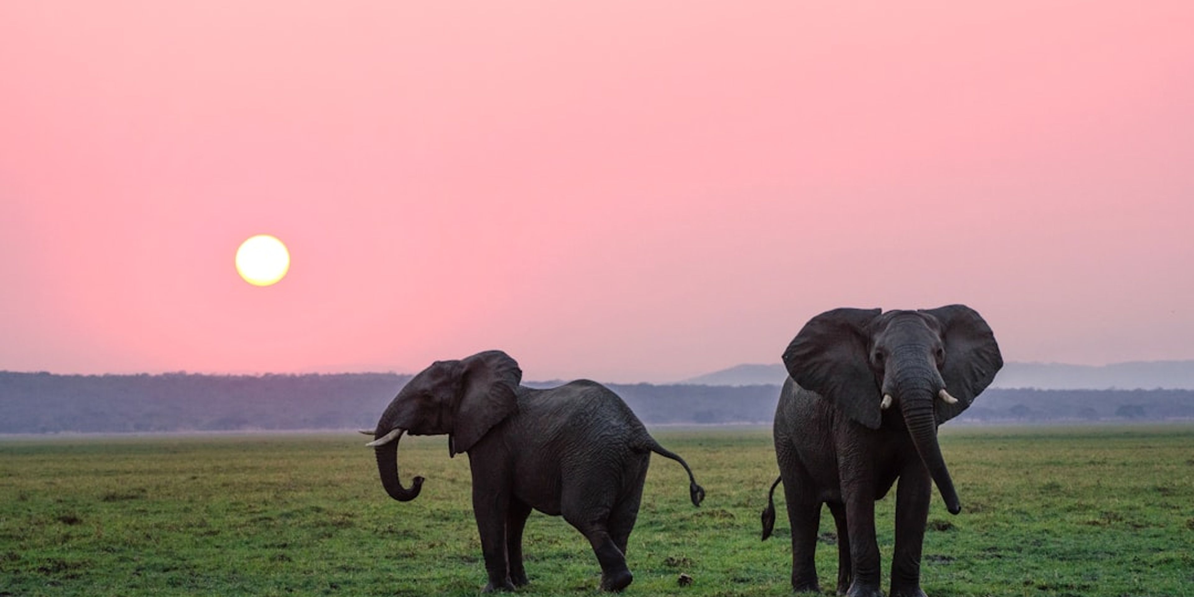 Hotels near David Sheldrick Wildlife Trust