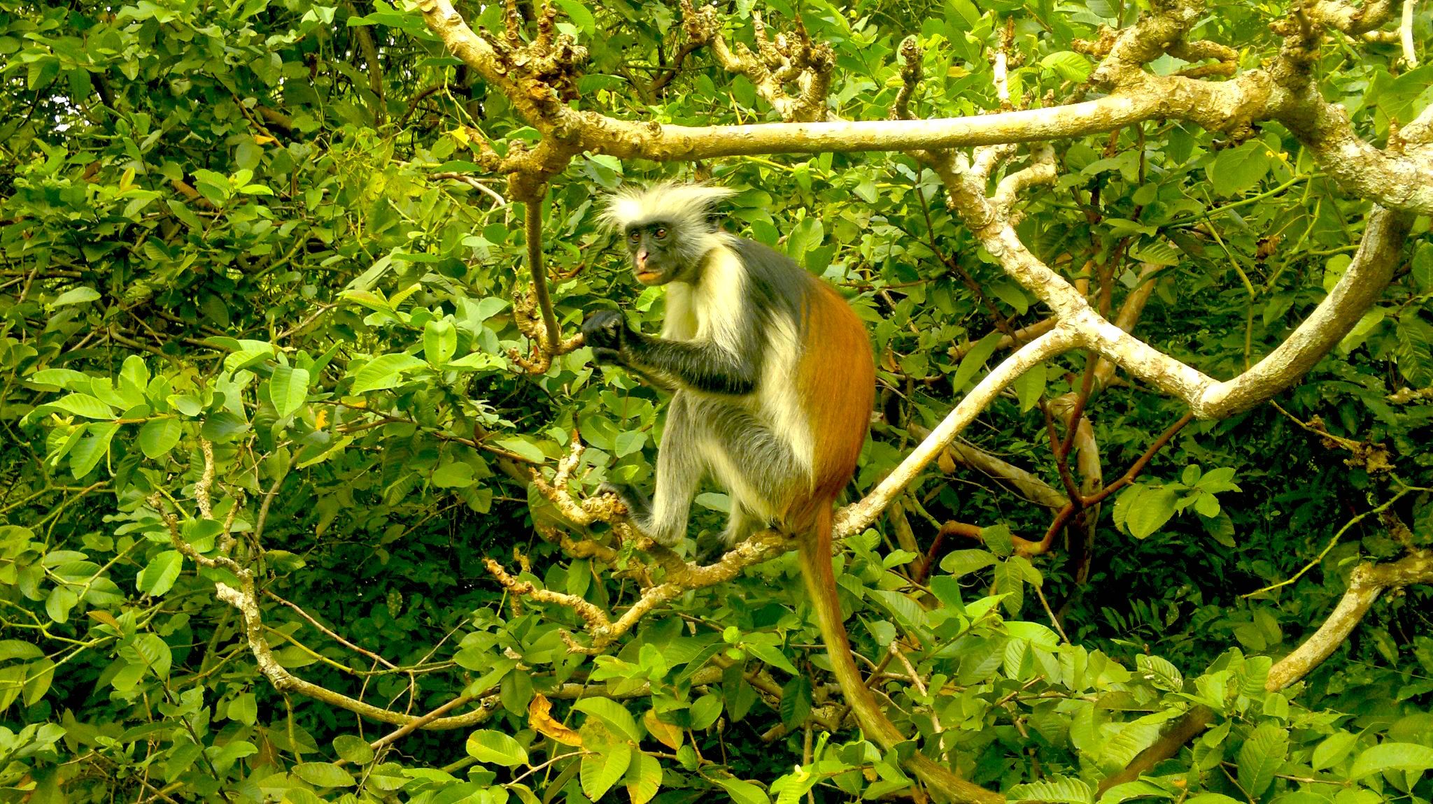 Jozani Forest - The Endemic Red Colobus Monkey Habitat