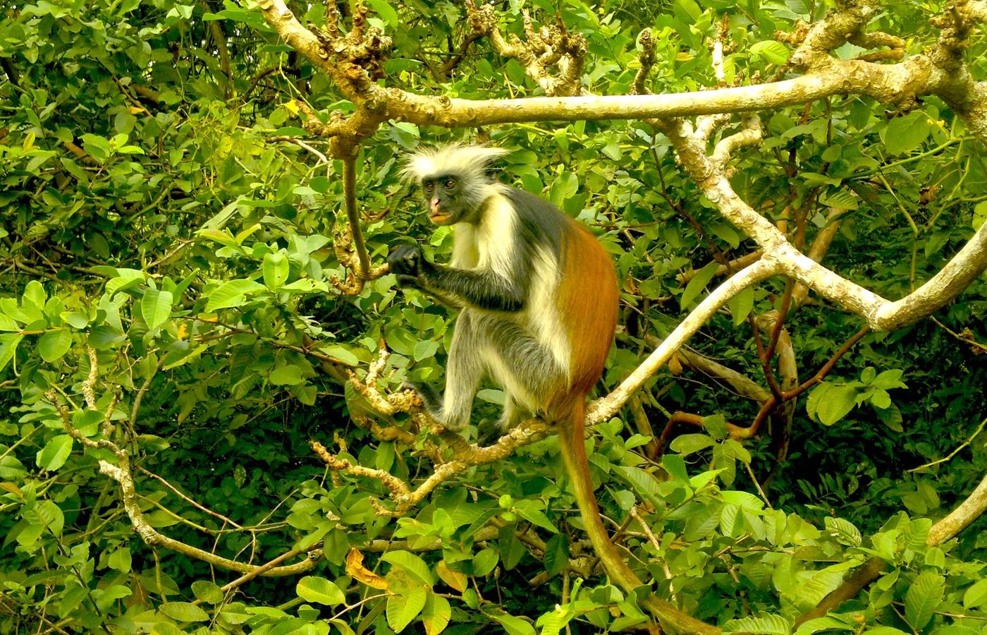 Jozani Forest - The Endemic Red Colobus Monkey Habitat