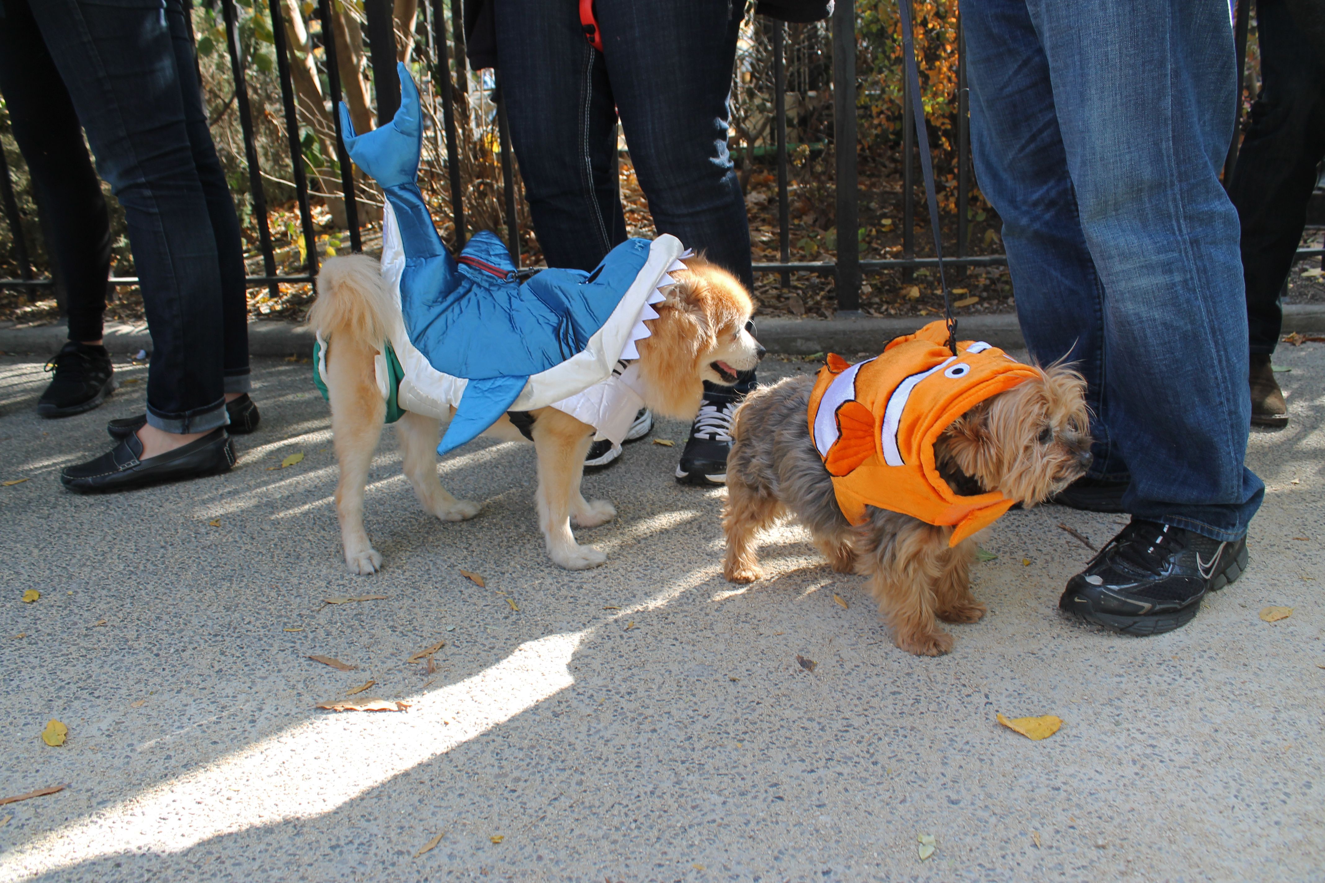 Tompkins Square Halloween Dog Parade - The Original Halloween Dog Parade in NYC
