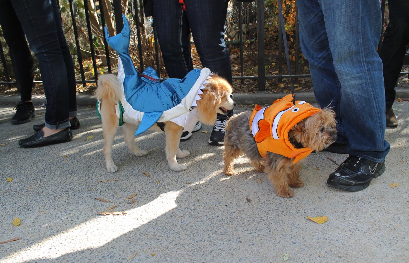 Tompkins Square Halloween Dog Parade - The Original Halloween Dog Parade in NYC