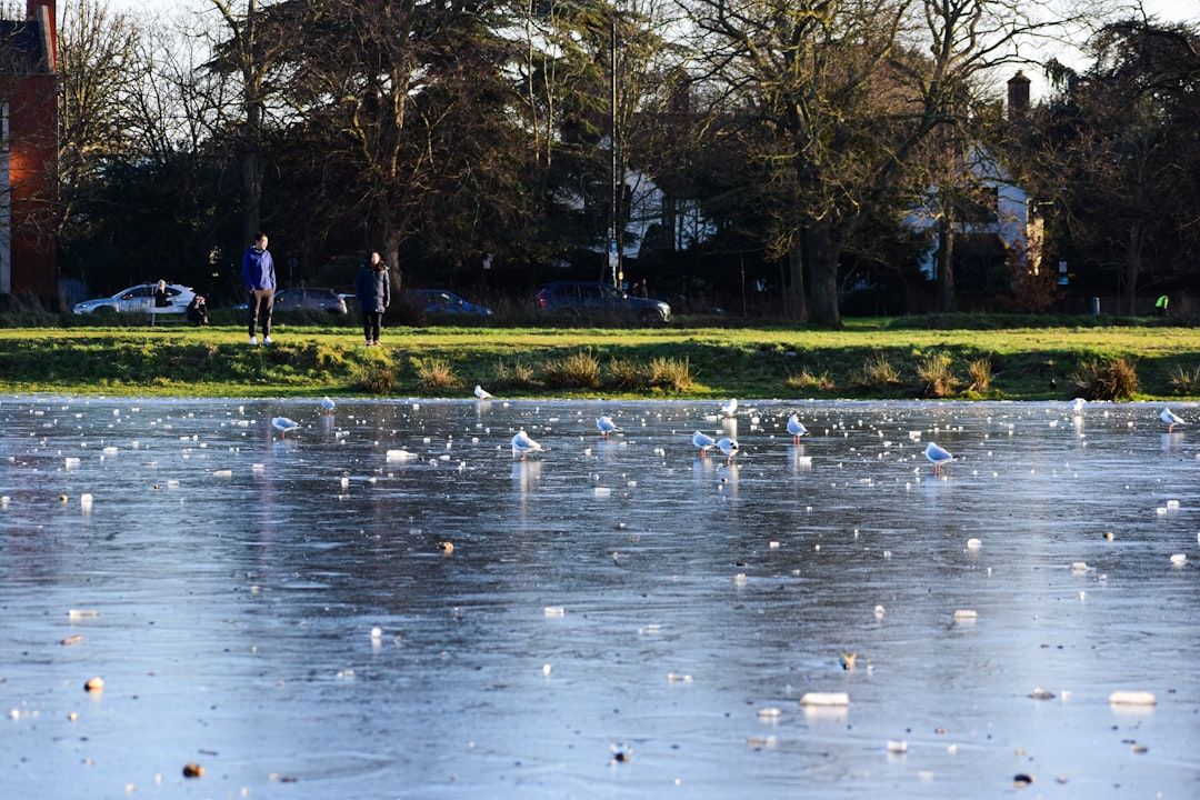 Wimbledon Park - The Ticketed Display That Actually Happens on the Fifth