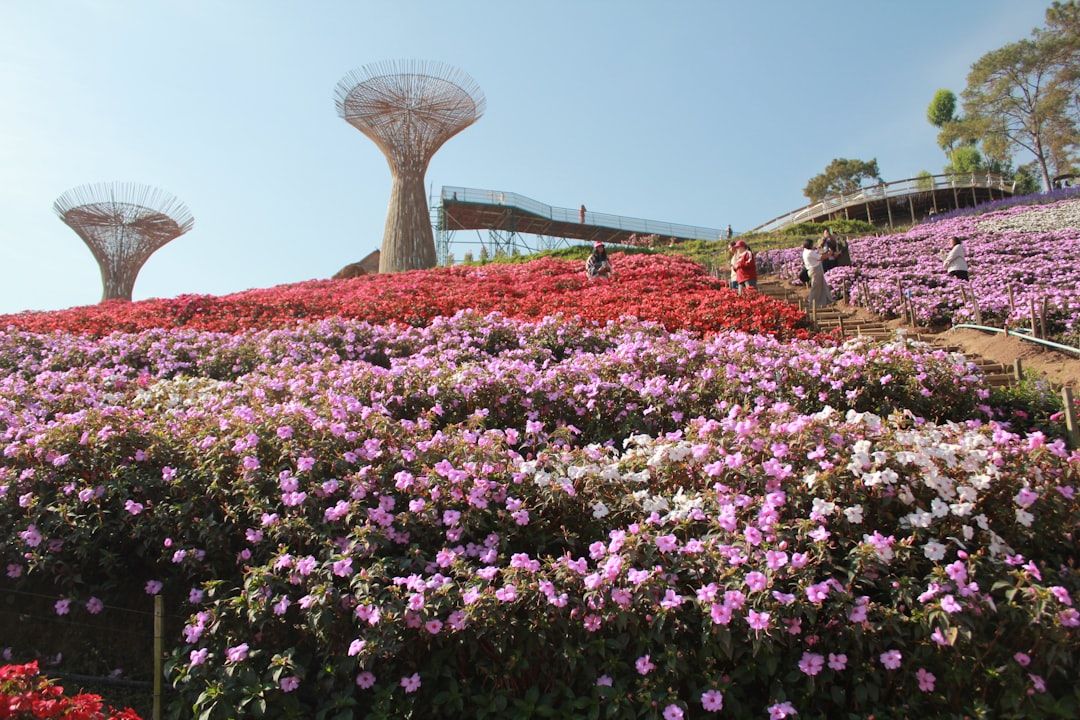 Sirao Flower Garden - Celosia Fields on the Mountain Ridge