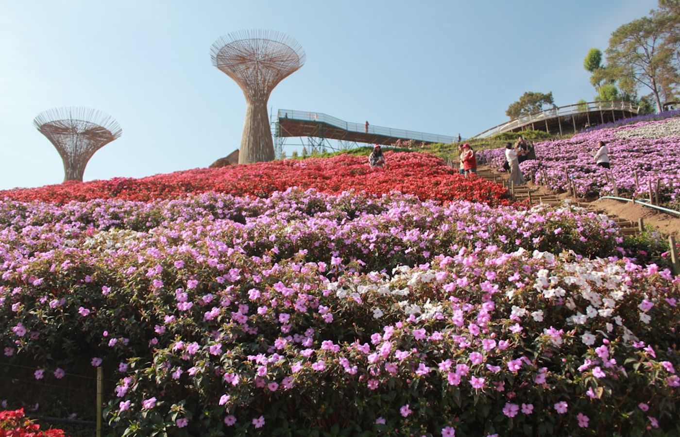 Sirao Flower Garden - Celosia Fields on the Mountain Ridge