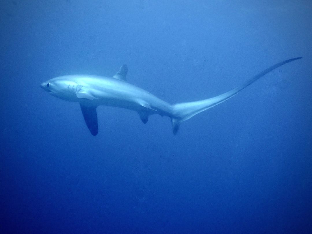 Malapascua Thresher Shark Diving - The Only Daily Sighting Site on Earth