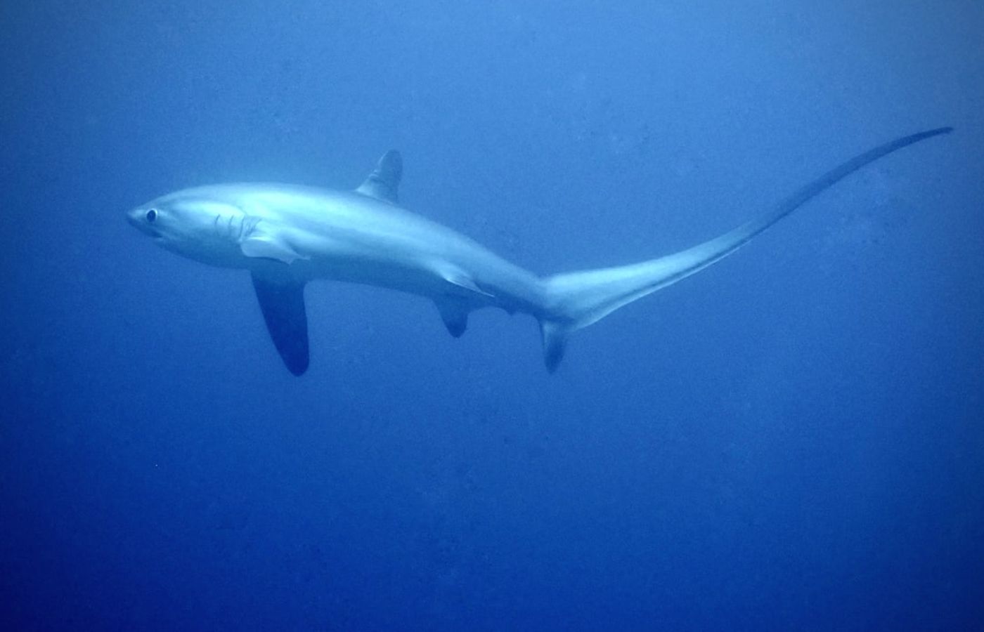 Malapascua Thresher Shark Diving - The Only Daily Sighting Site on Earth
