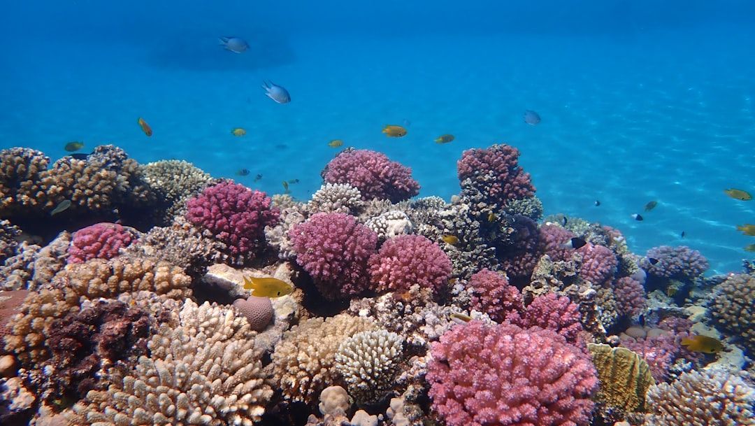 10 Best Things to Do in Hurghada, Egypt: Beaches, Diving & Desert Tours