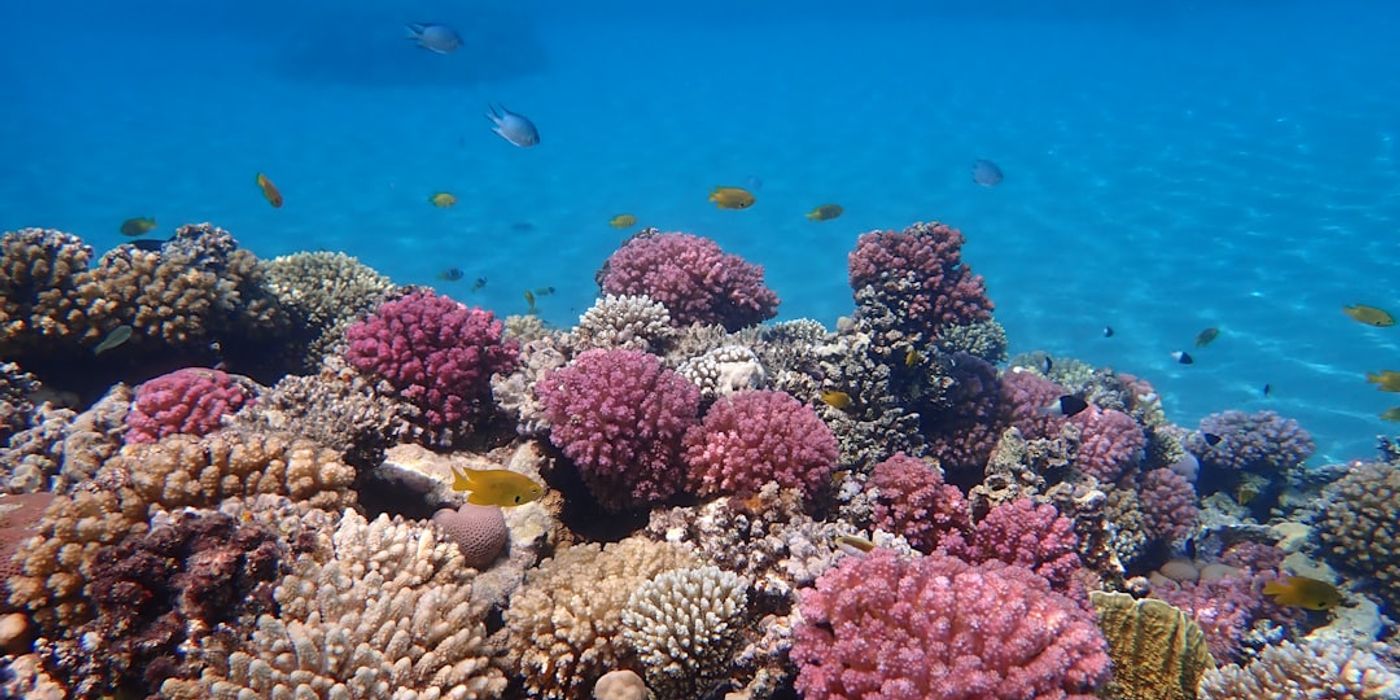 Hurghada Travel Guides