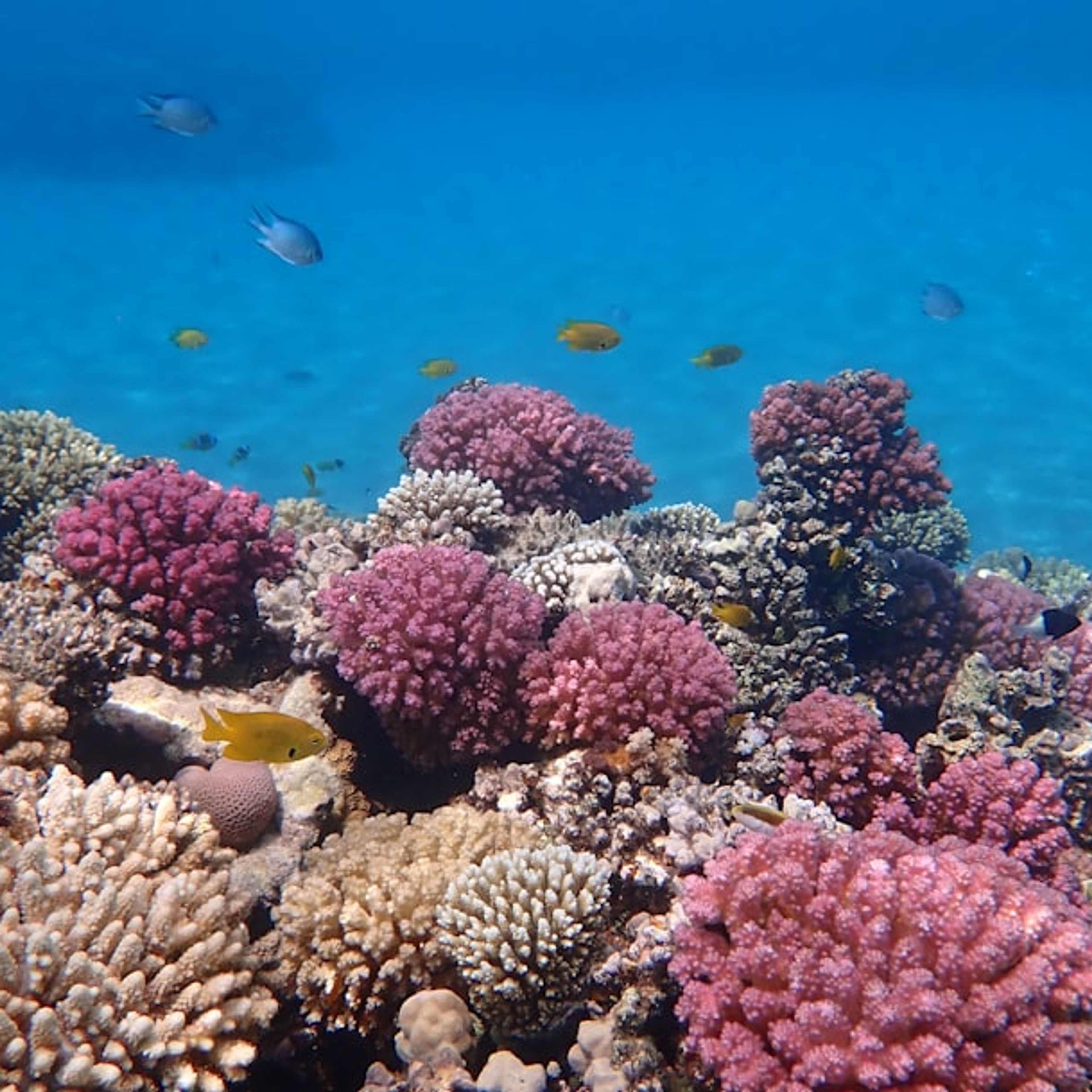 10 Best Things to Do in Hurghada, Egypt: Beaches, Diving & Desert Tours