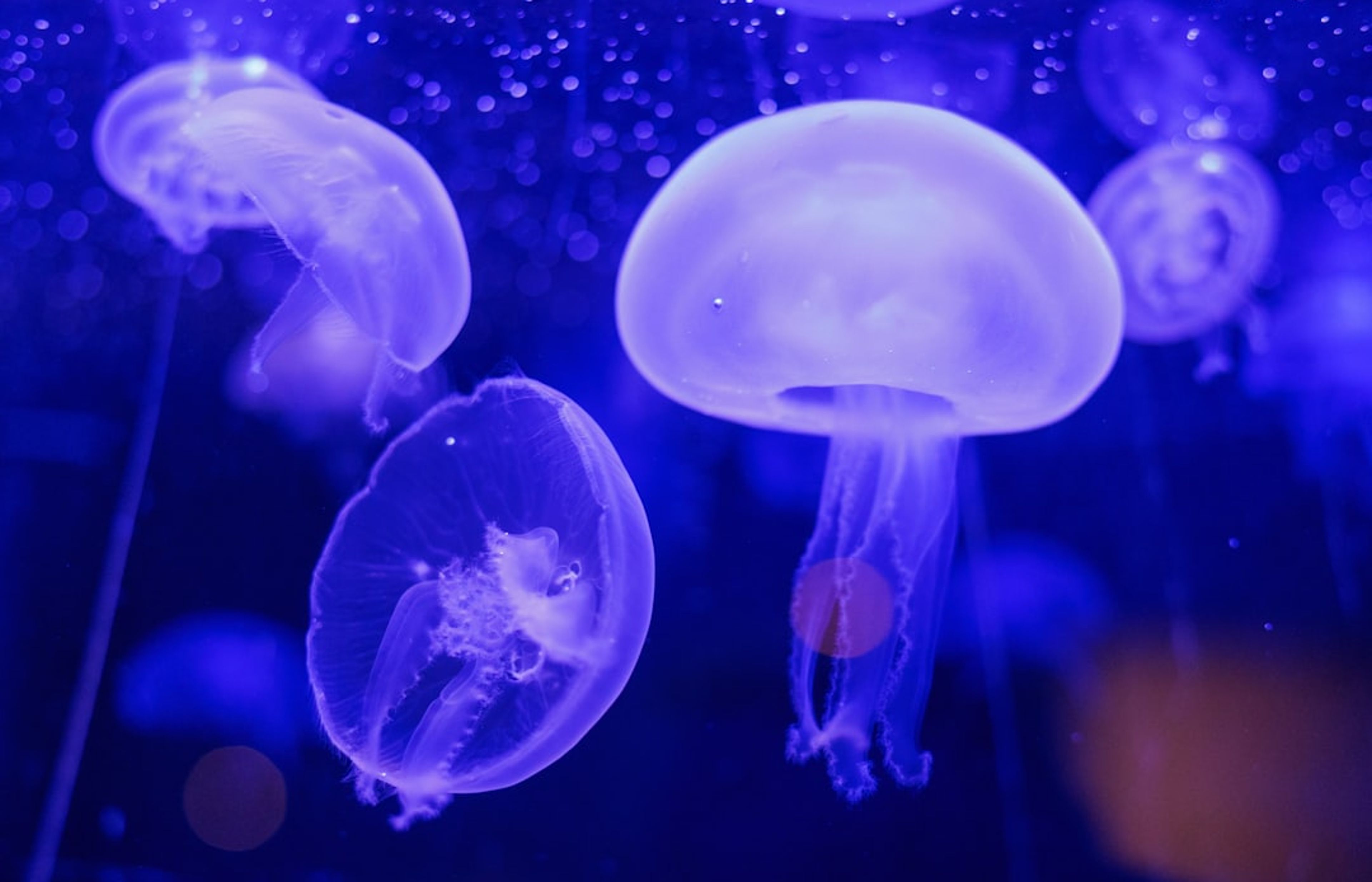 Bergen Aquarium - Norway's North Atlantic Marine Life