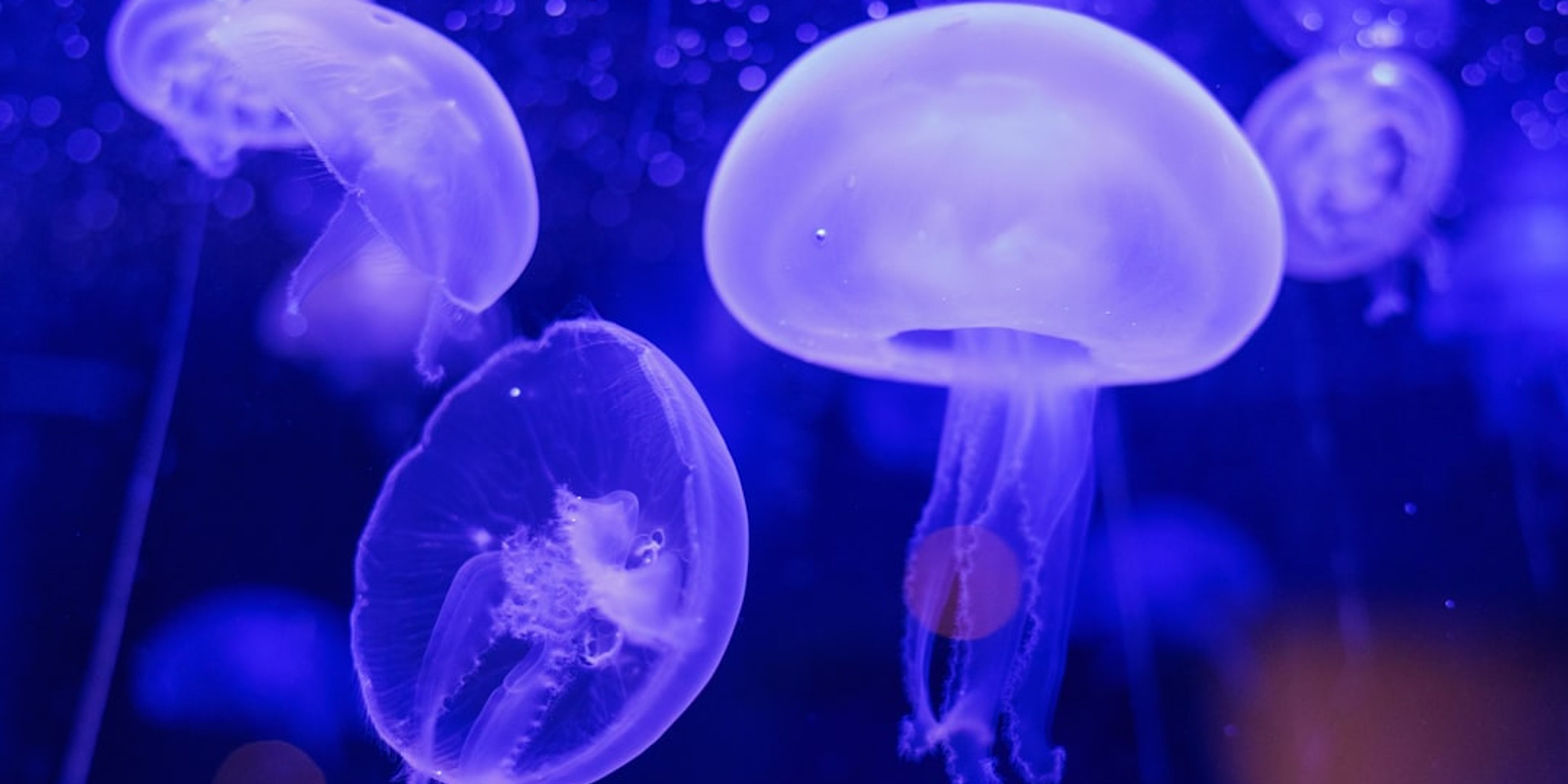 Hotels near Bergen Aquarium