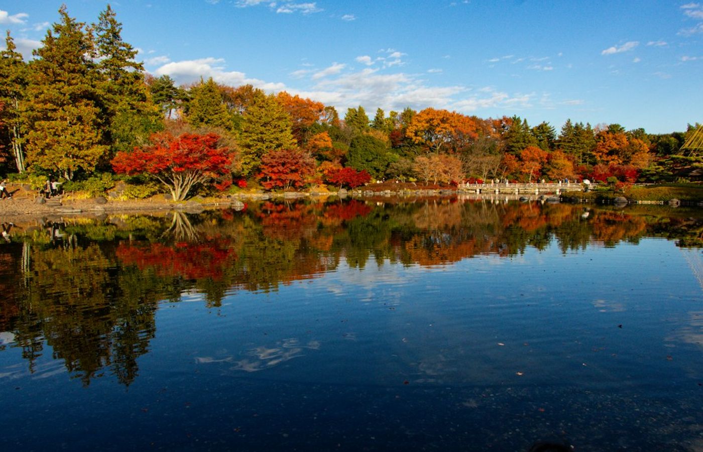 Showa Kinen Park - Cosmos Fields in Western Tokyo